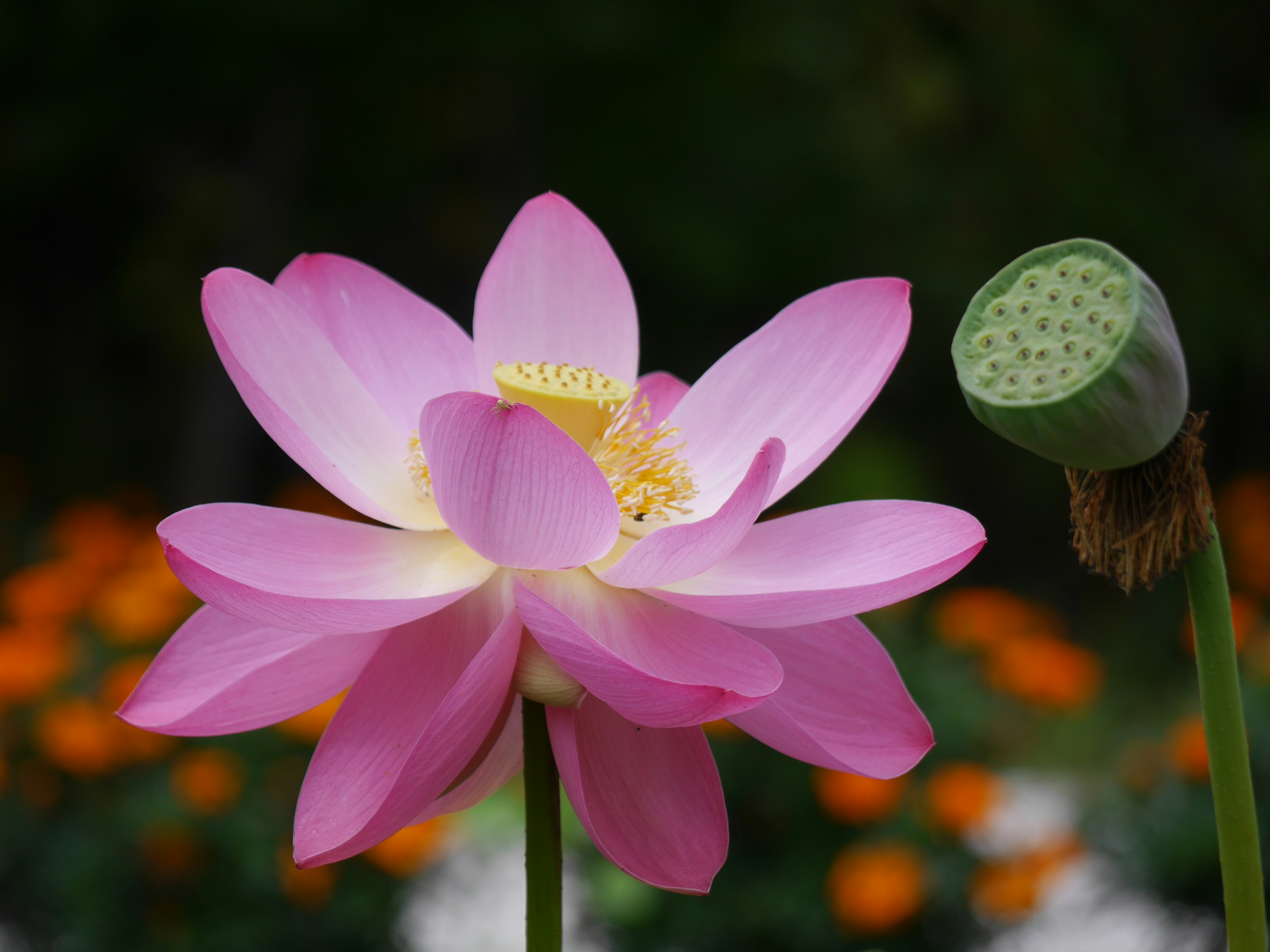 美しいピンクの蓮の花と未成熟の蓮の実が映る