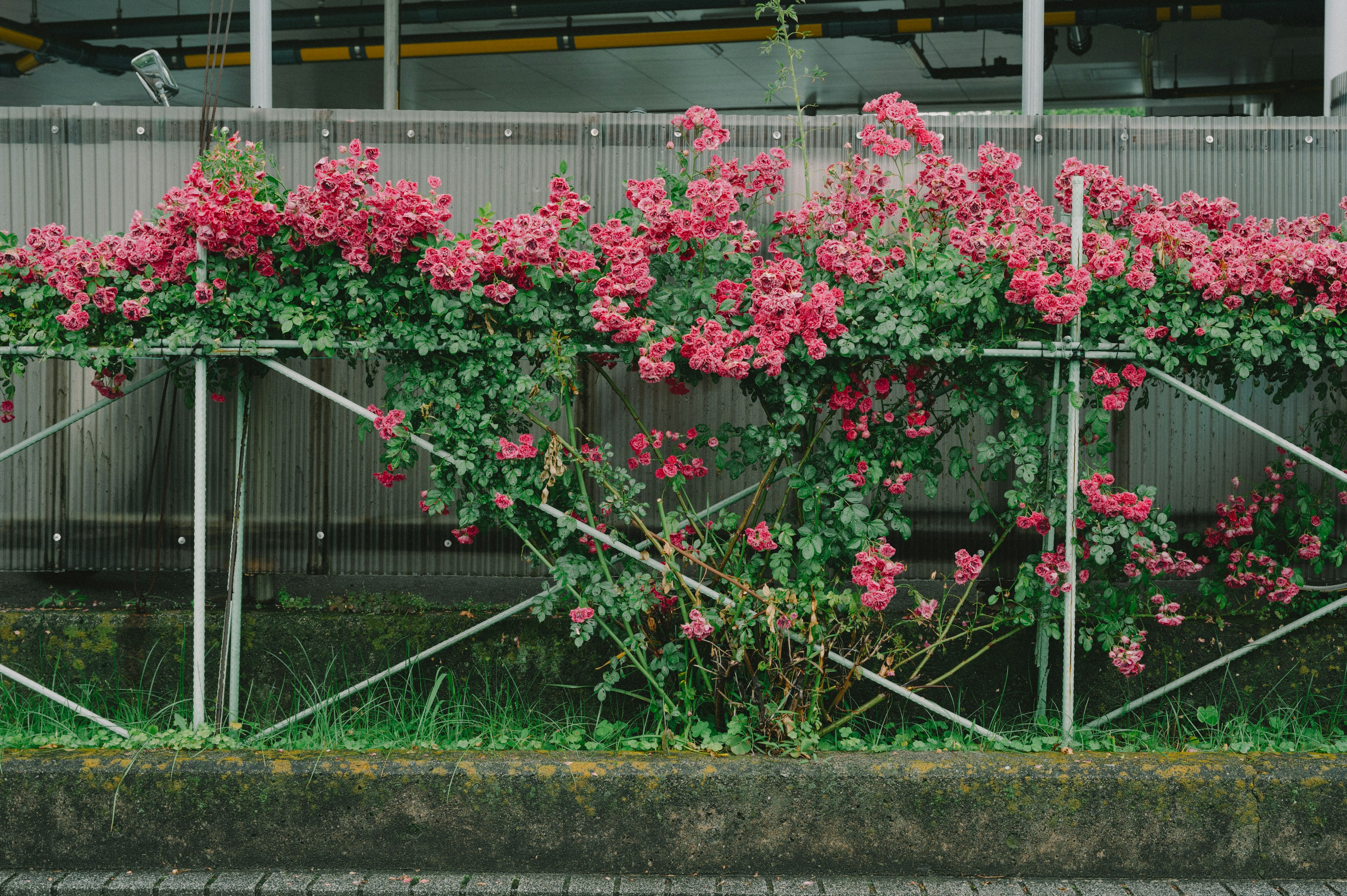 Pianta di bougainvillea con fiori rosa che cresce lungo una recinzione di metallo