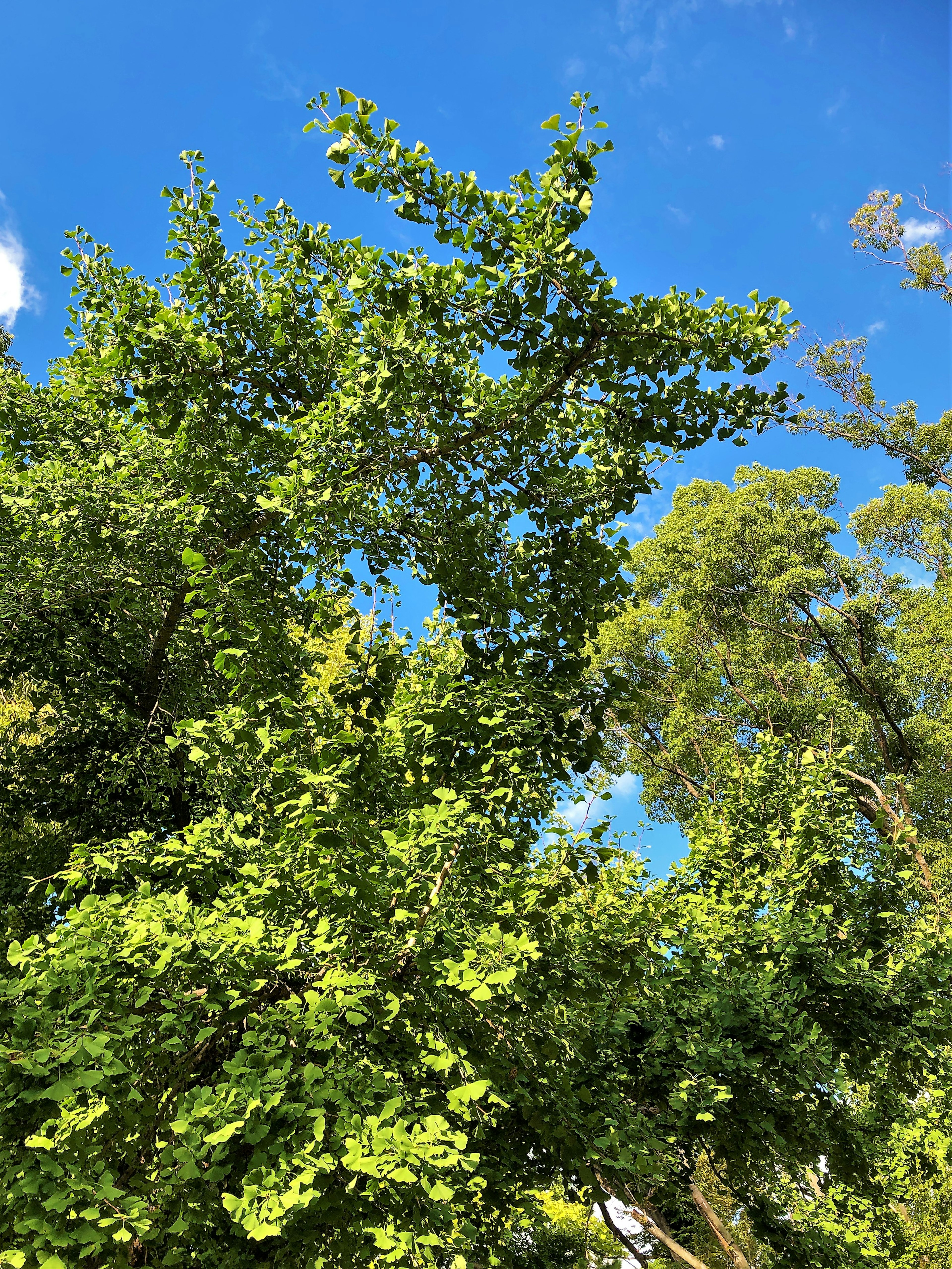 Parte superiore degli alberi con foglie verdi lussureggianti sotto un cielo blu