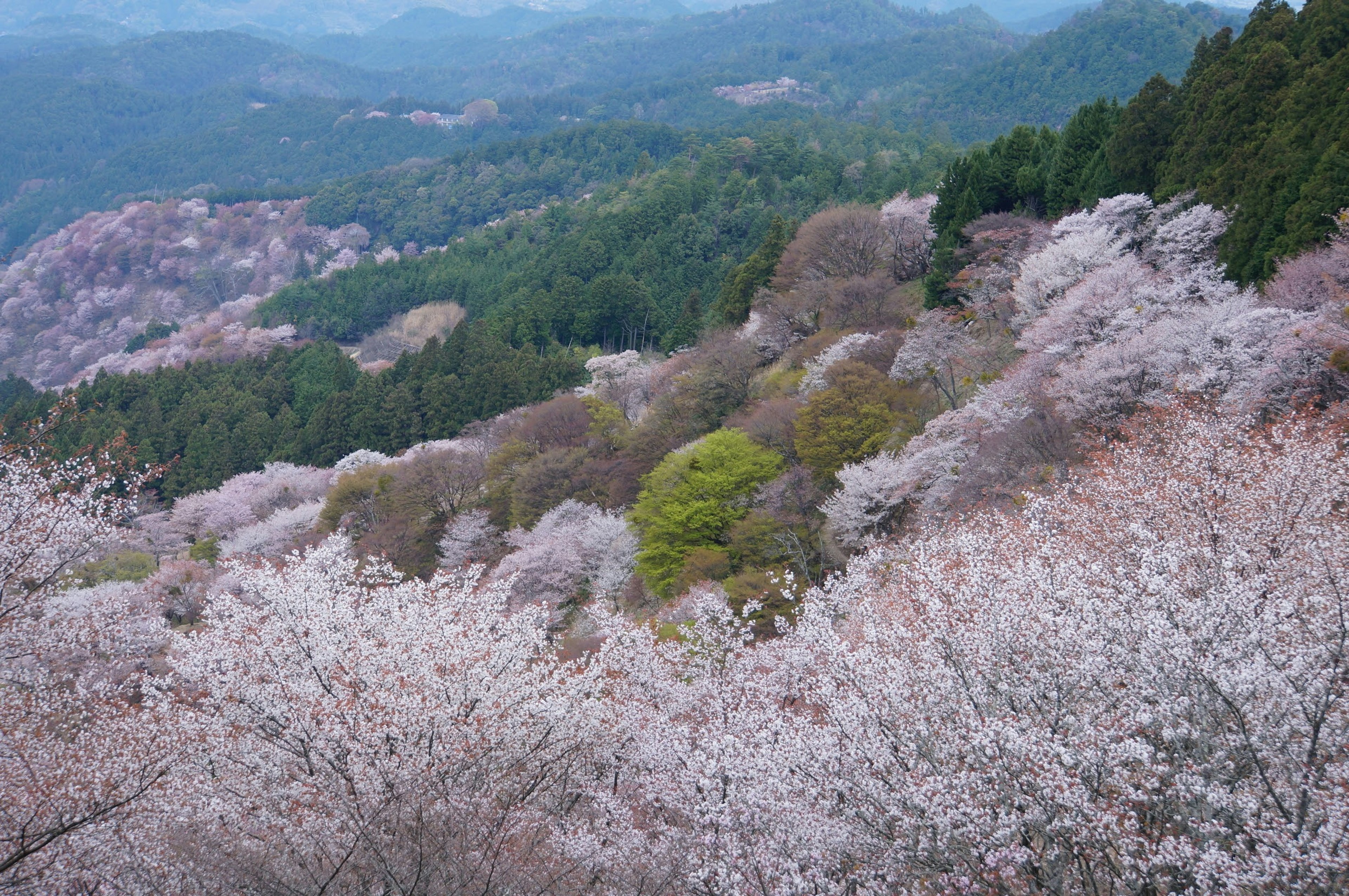 Scenic view of cherry blossoms blooming on mountains with green trees