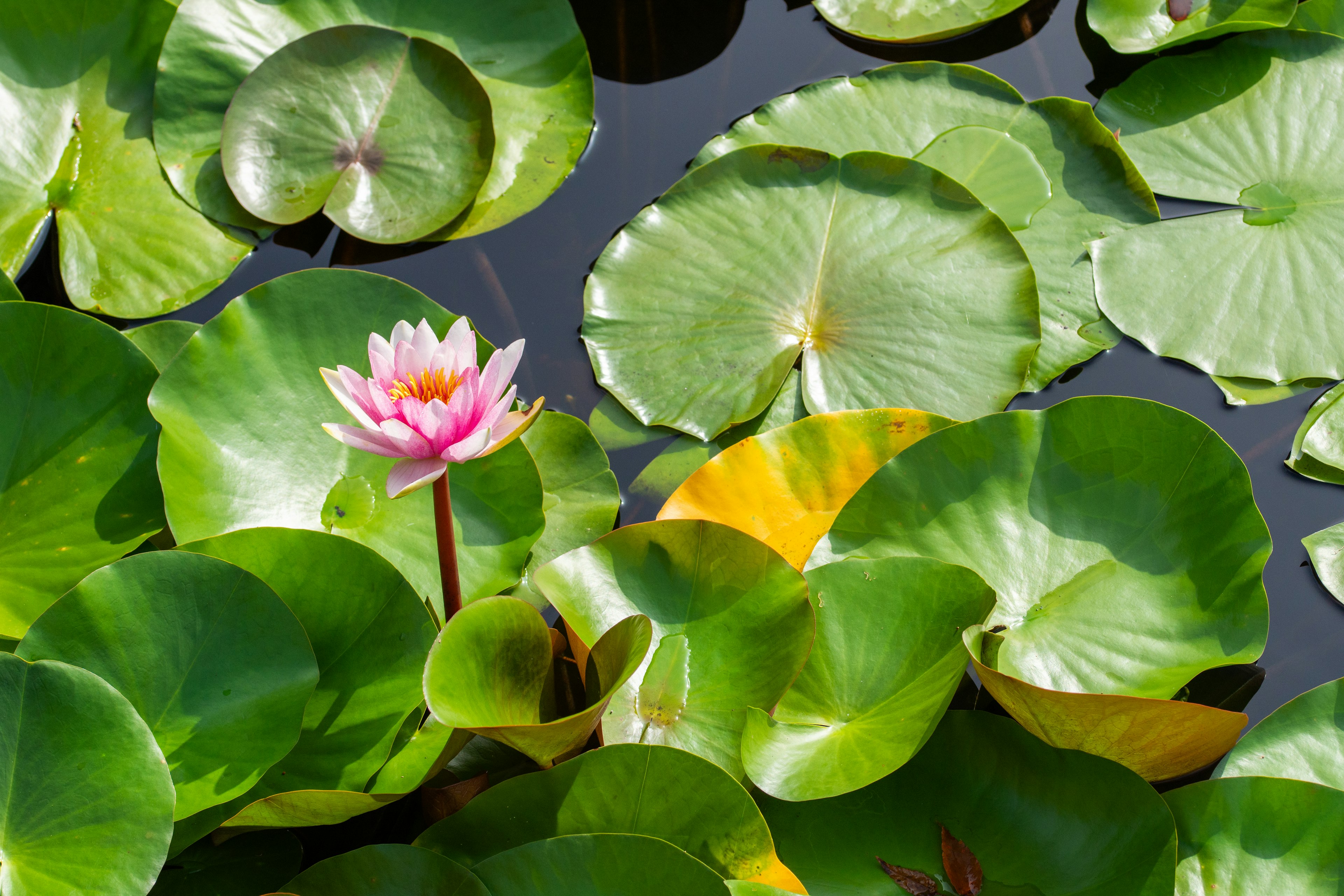 Grüne Seerosenblätter mit einer rosa Wasserlilie auf der Oberfläche