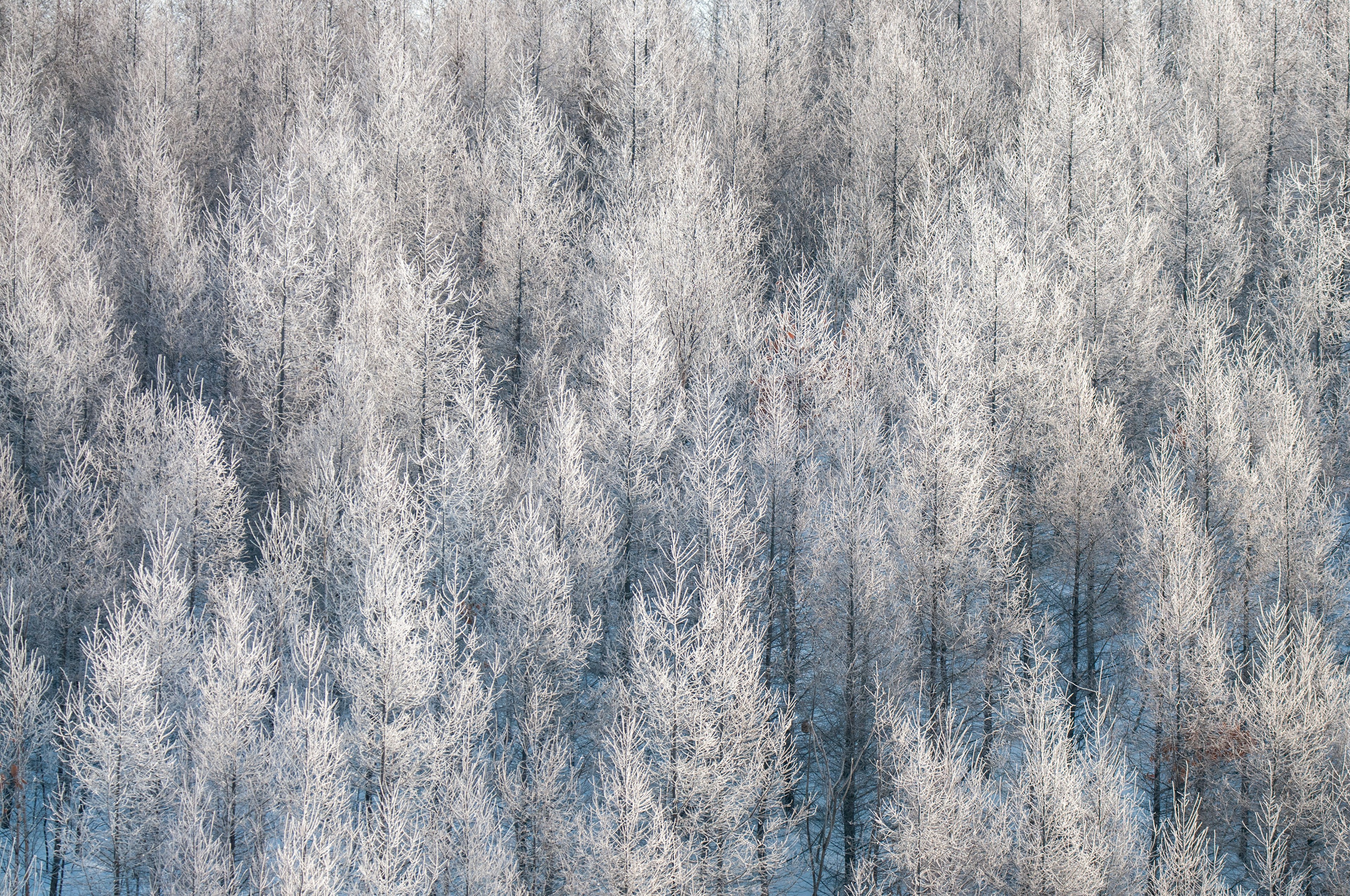 Aerial view of trees covered in snow