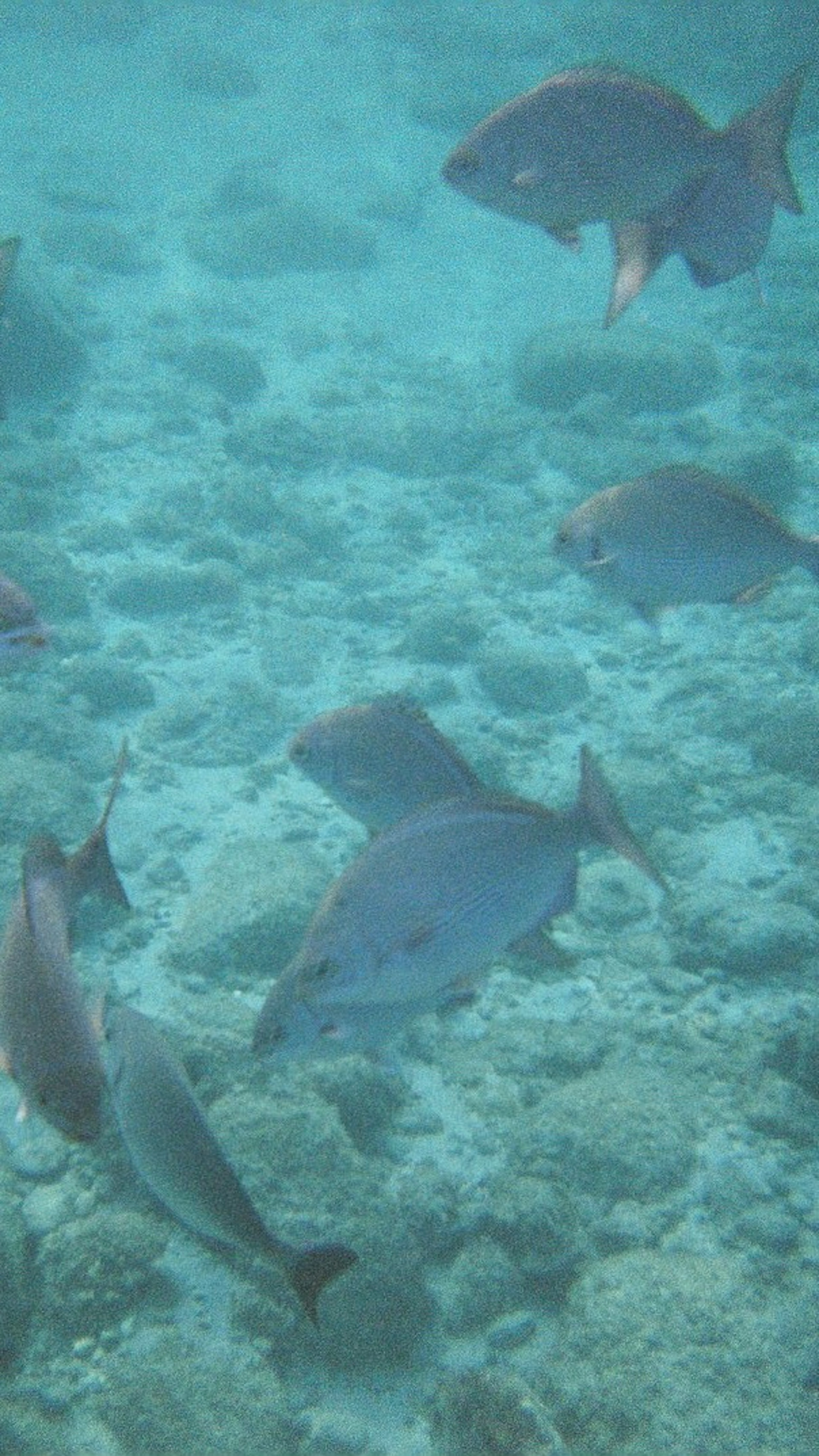 Escena submarina con un banco de peces en un océano azul