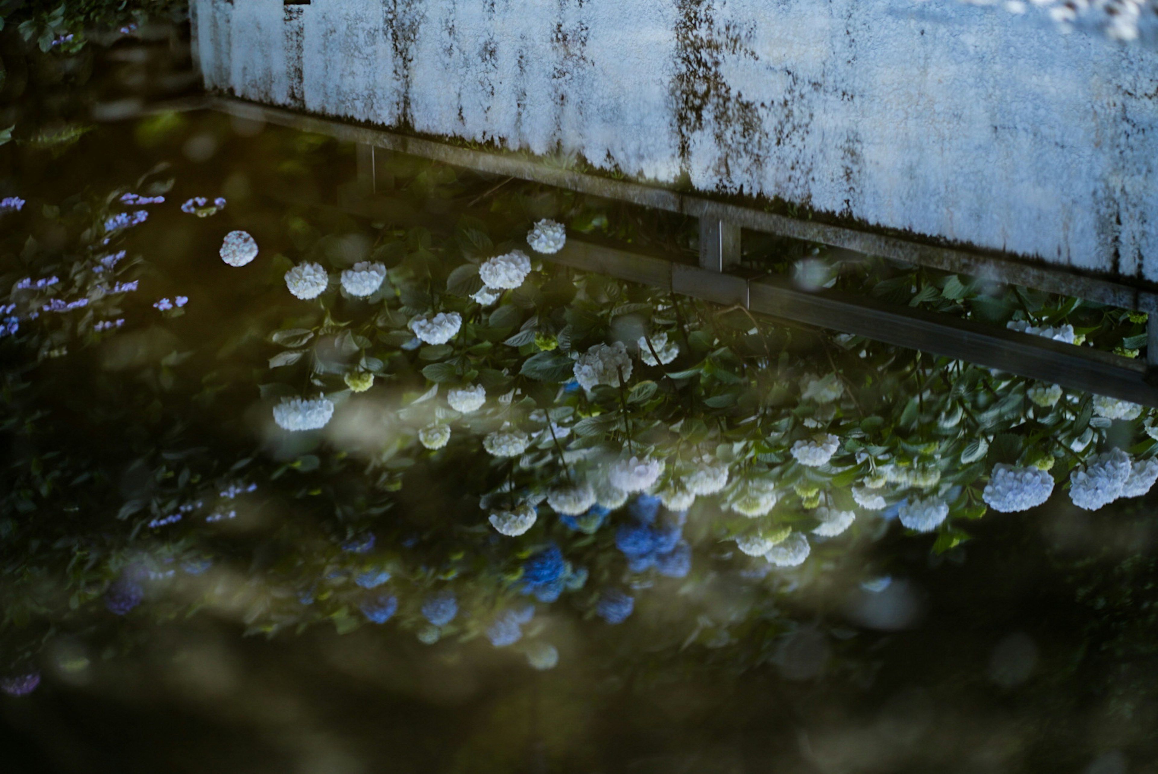 水面に映る花と葉の反射のある静かな風景