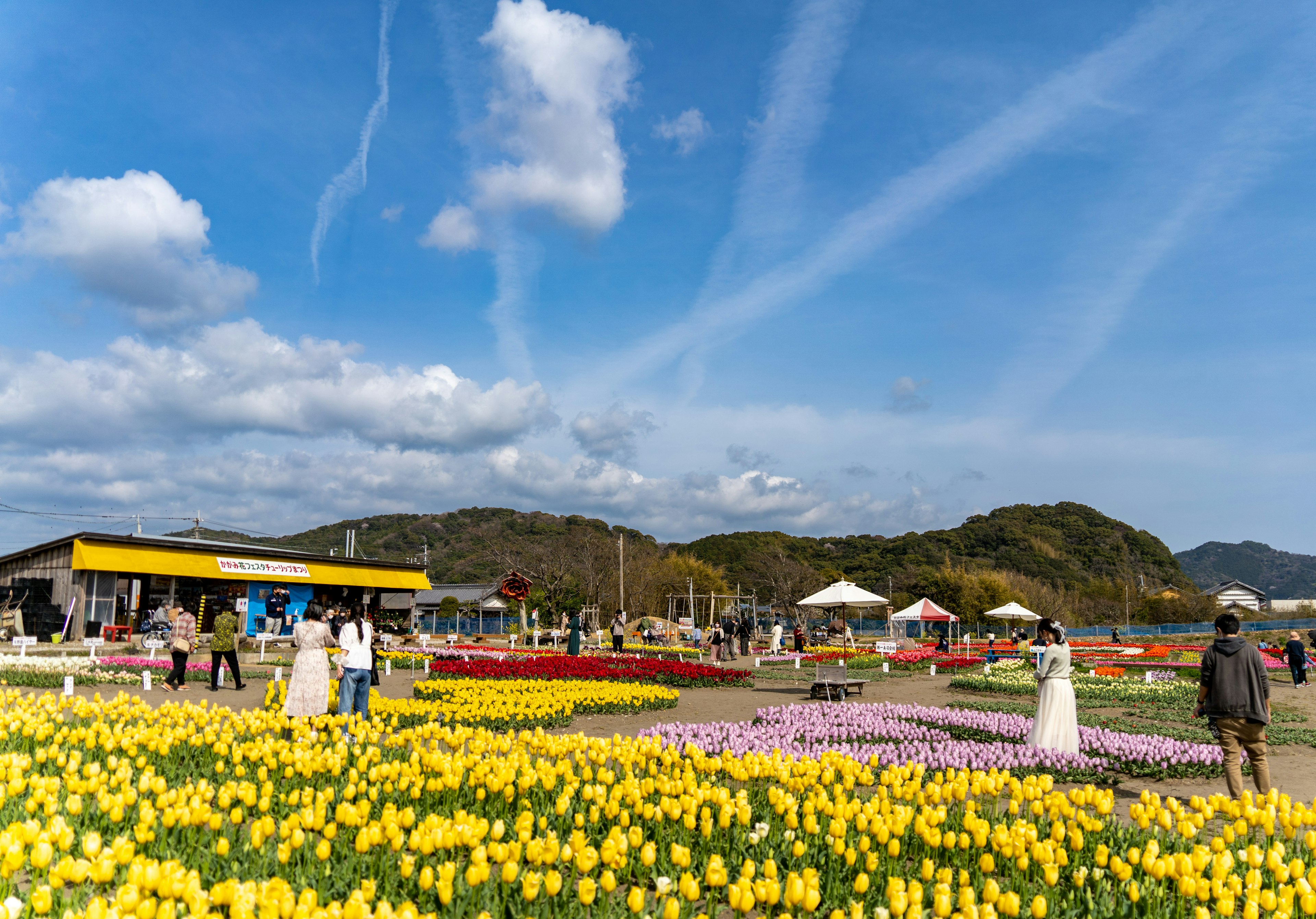 Champ de tulipes coloré avec des personnes profitant du paysage sous un ciel bleu