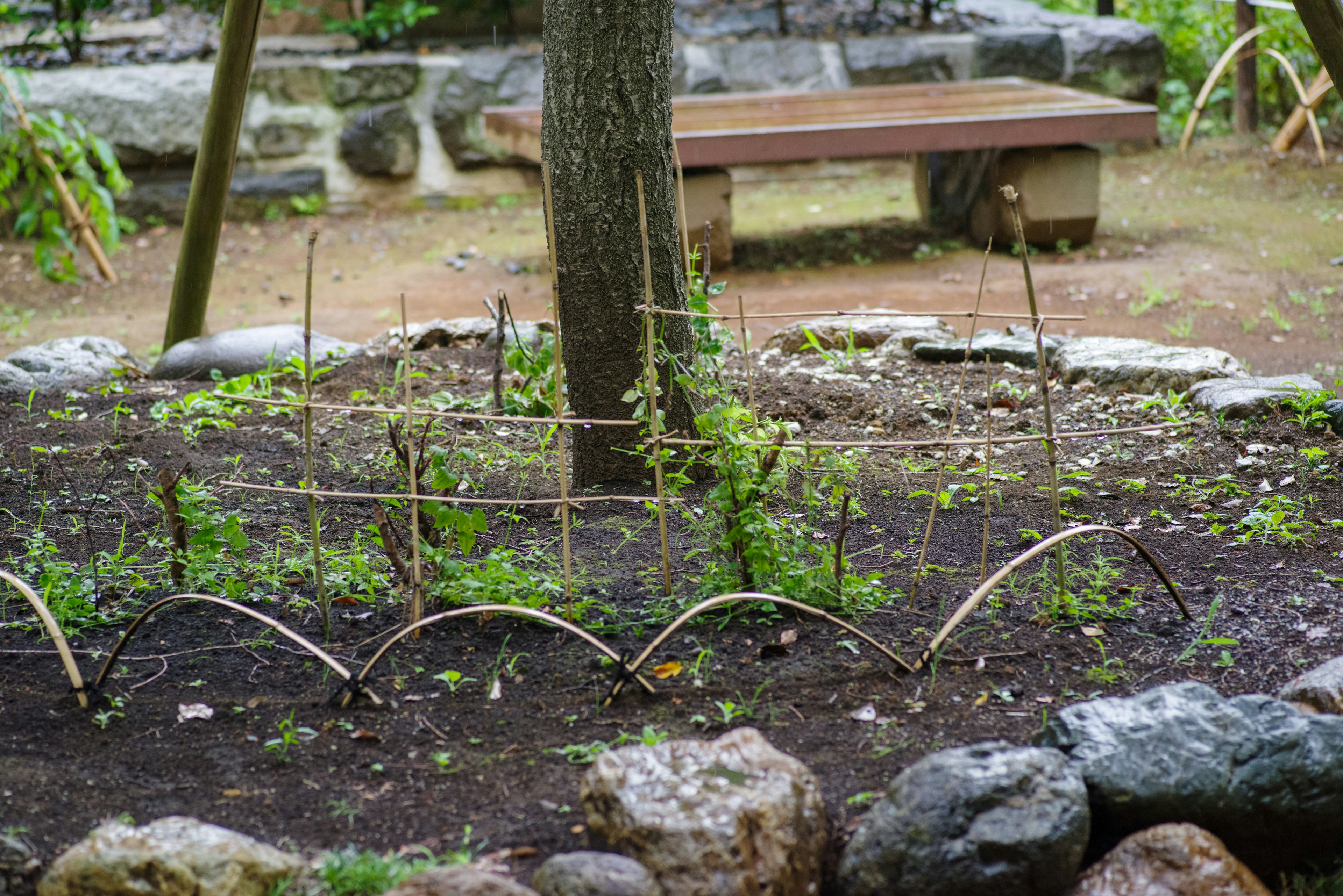 Gartenbereich mit grünen Pflanzen, umgeben von Steinbegrenzungen und einem Baum