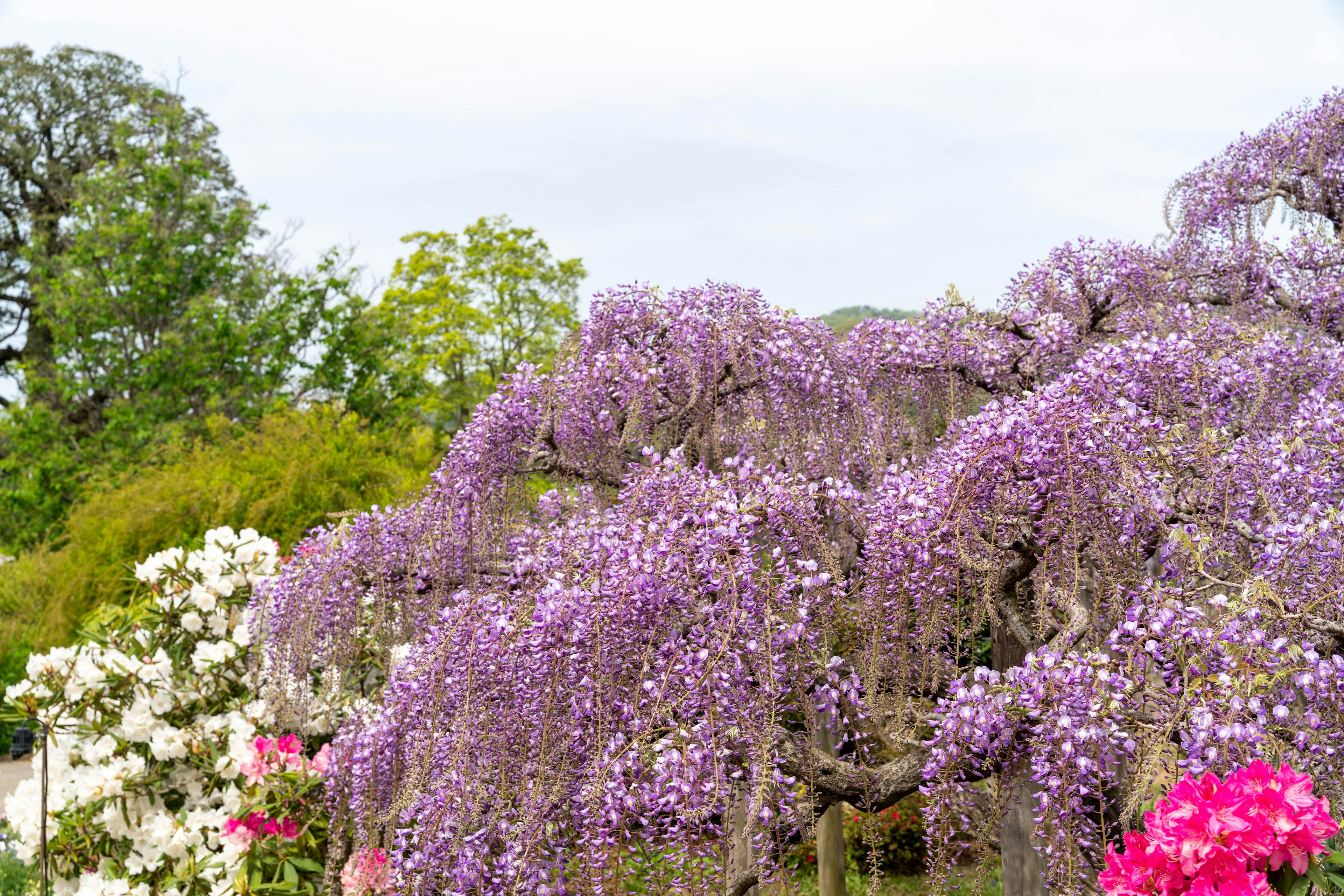 Pemandangan taman dengan bunga wisteria ungu yang mekar