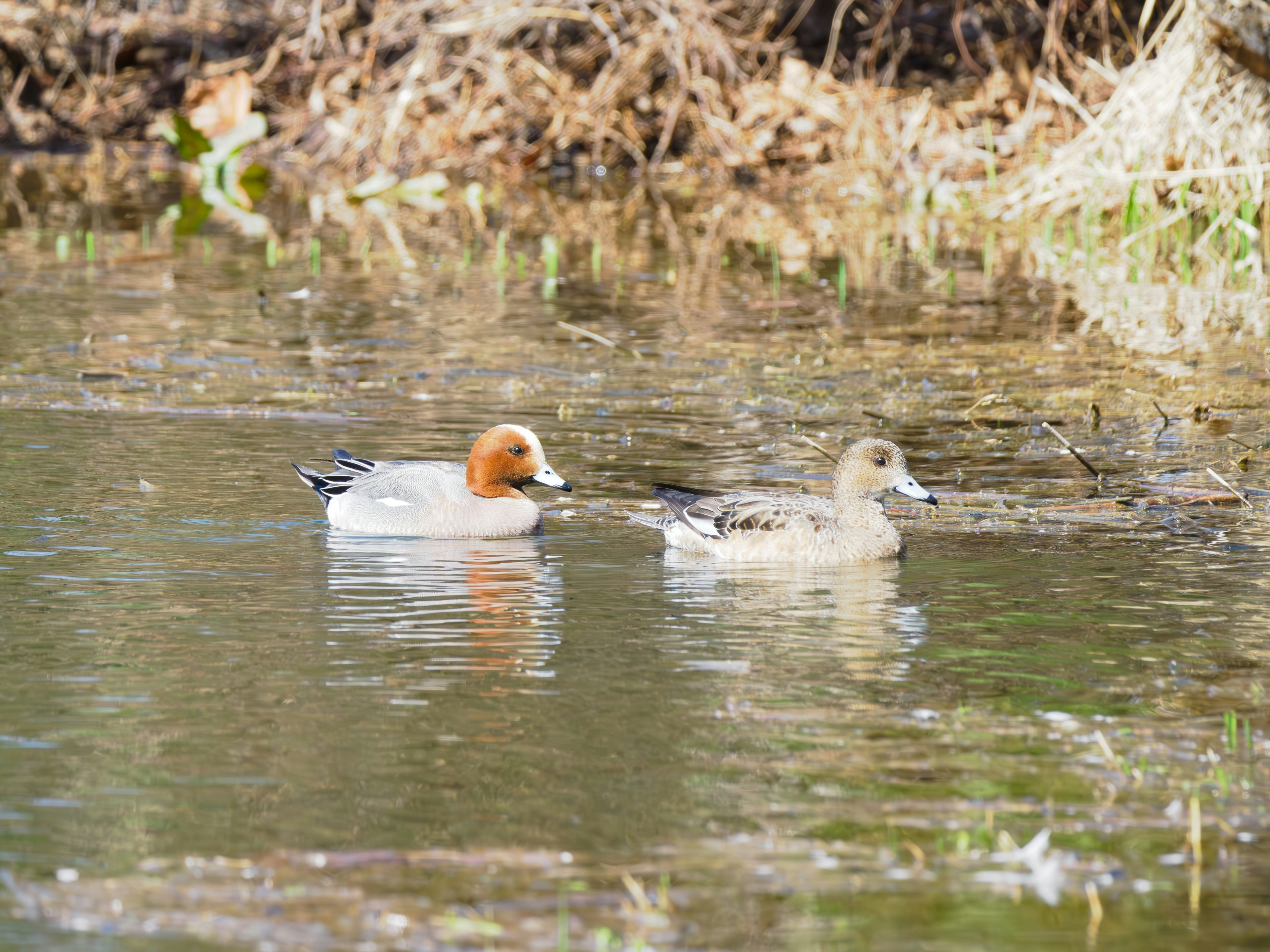 Two ducks swimming on the water surface with natural background