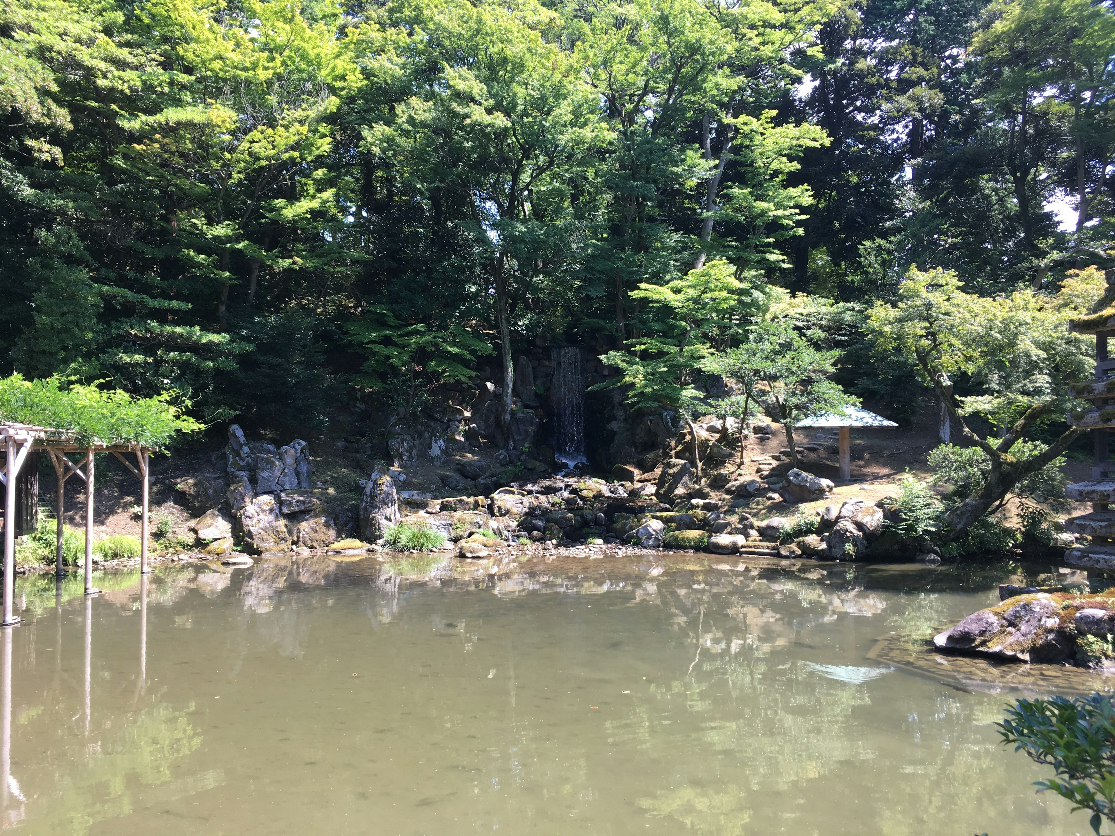 Serene pond surrounded by lush greenery