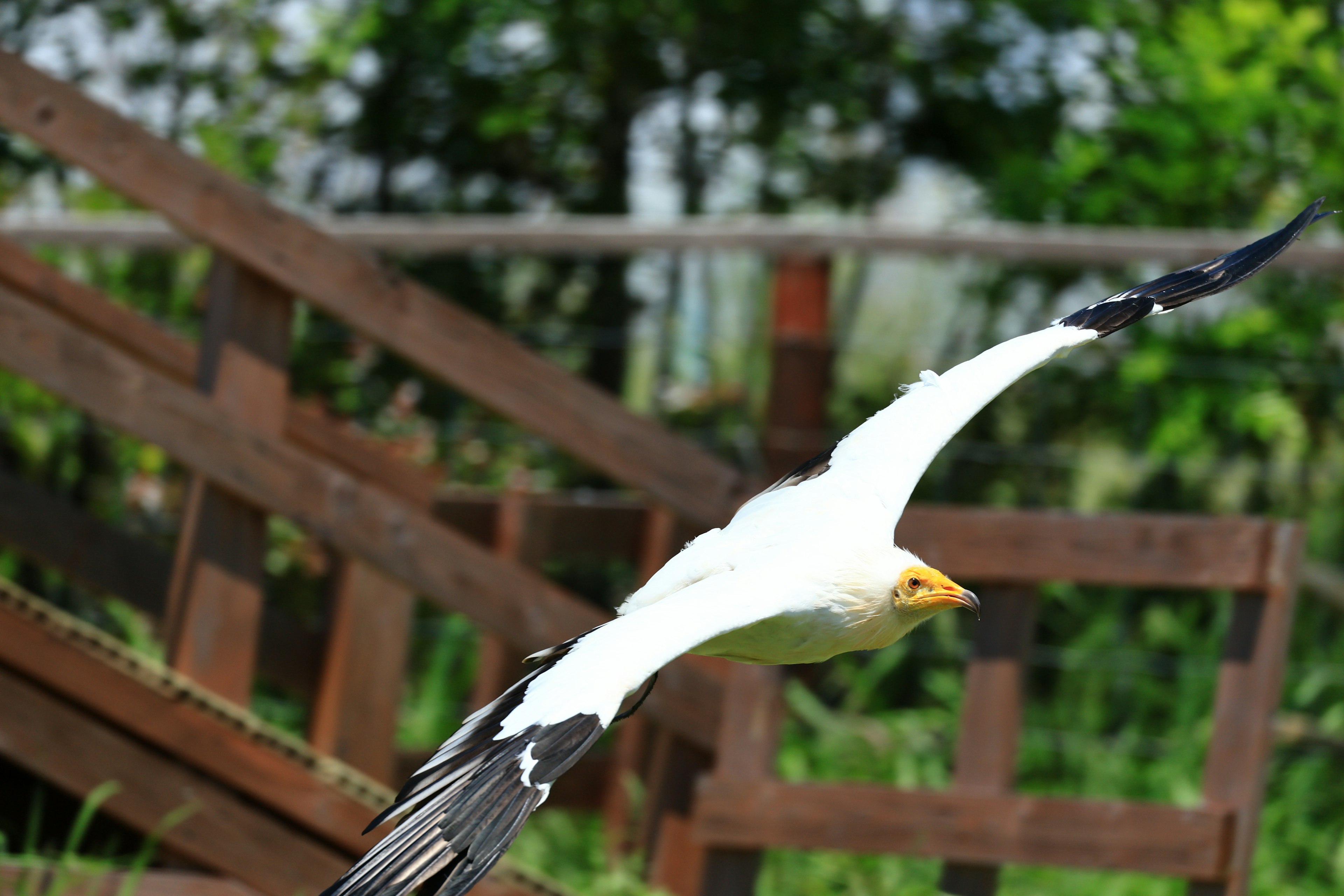 A bird with white wings flying against a backdrop of green trees and a wooden fence