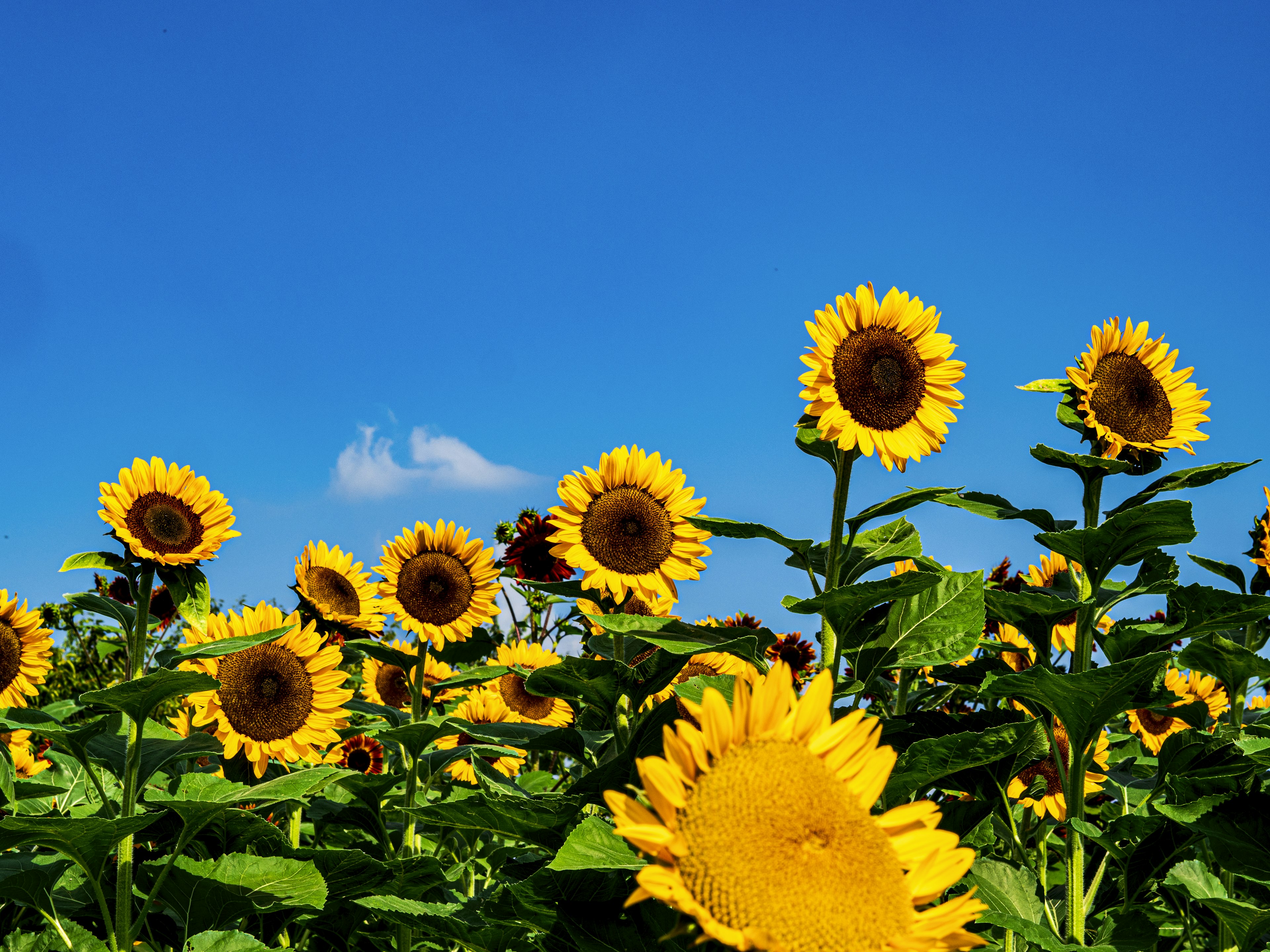 Girasoli in fiore sotto un cielo blu chiaro