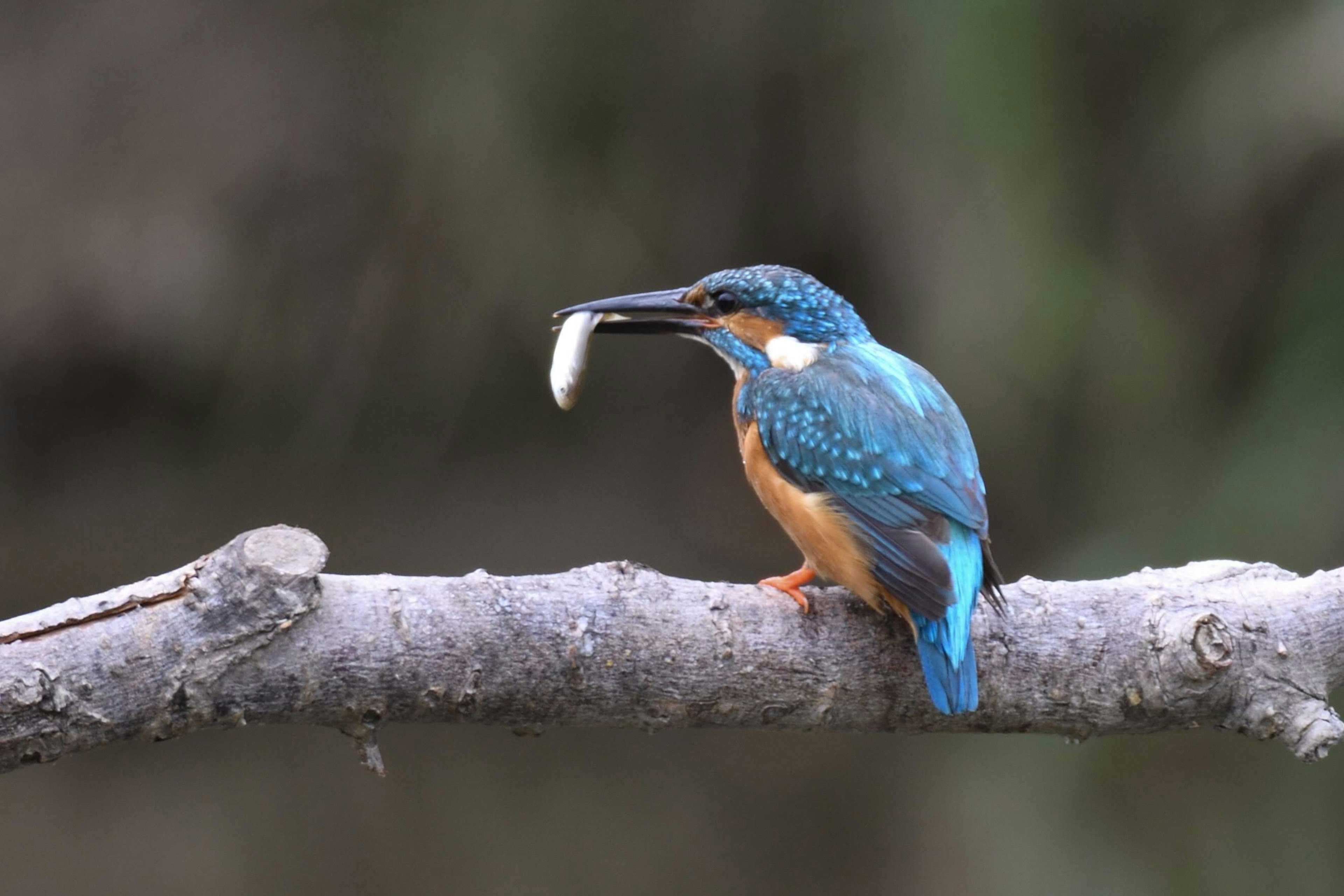 A kingfisher with blue feathers perched on a branch holding a small fish