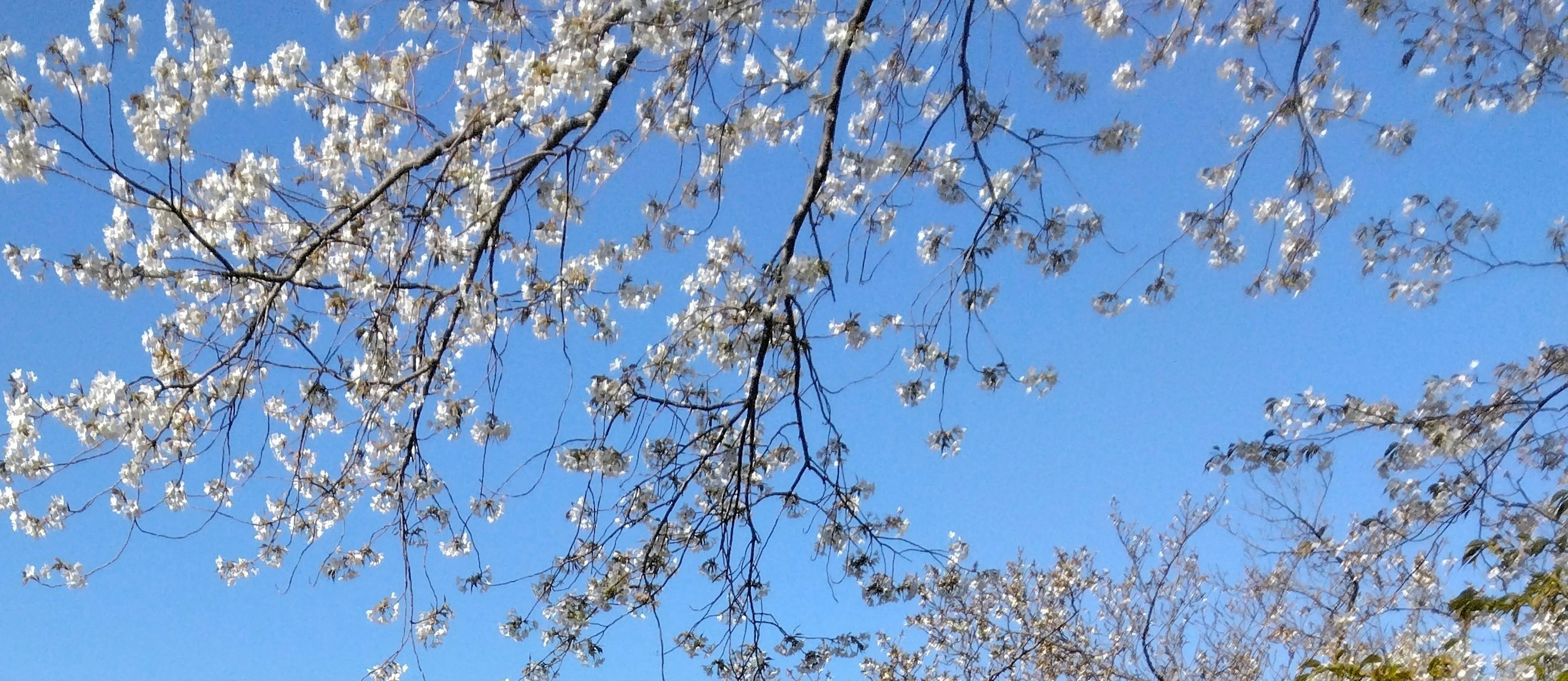 Branches of cherry blossoms against a blue sky