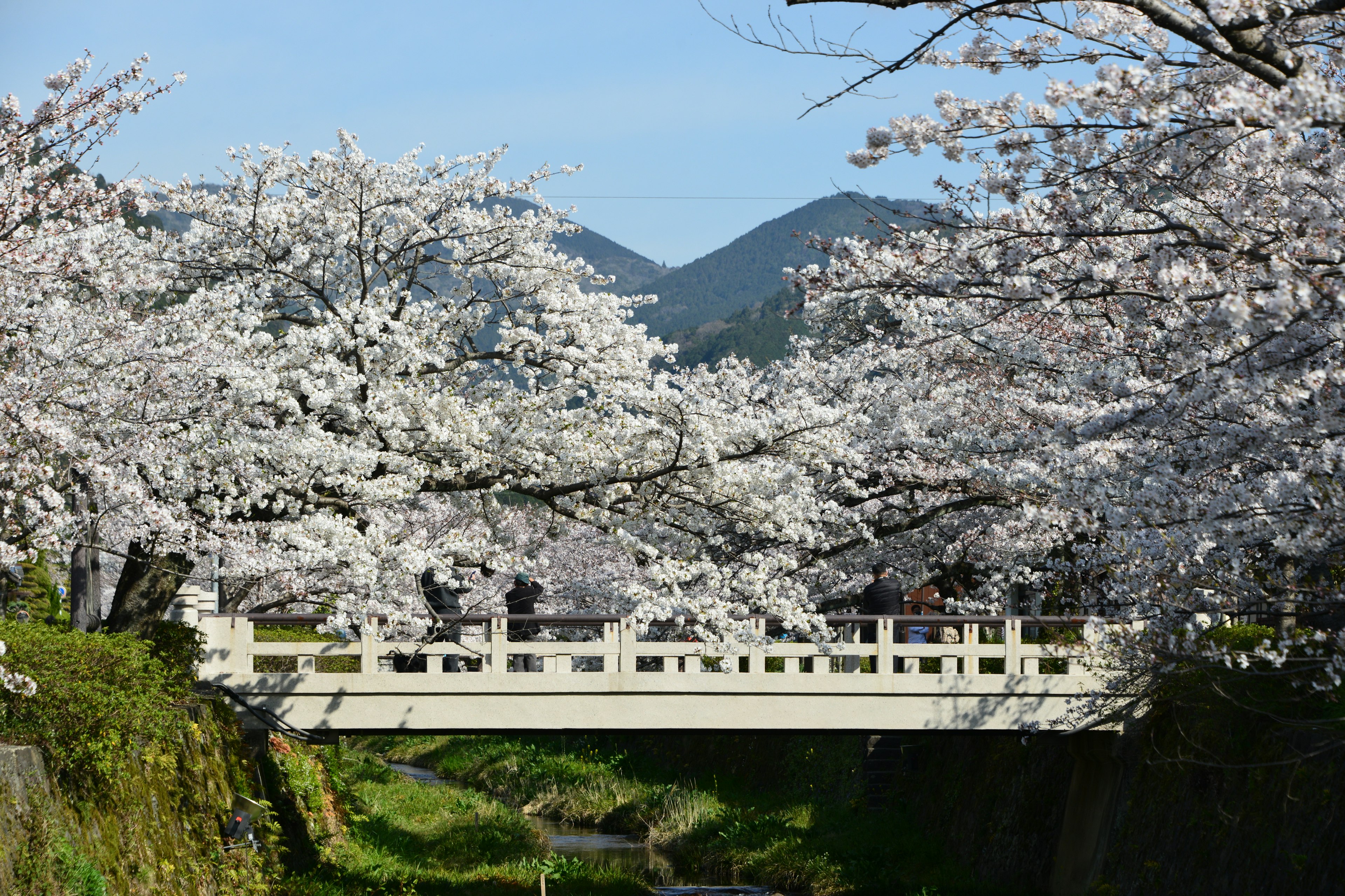 Un ponte bianco circondato da ciliegi in fiore e montagne