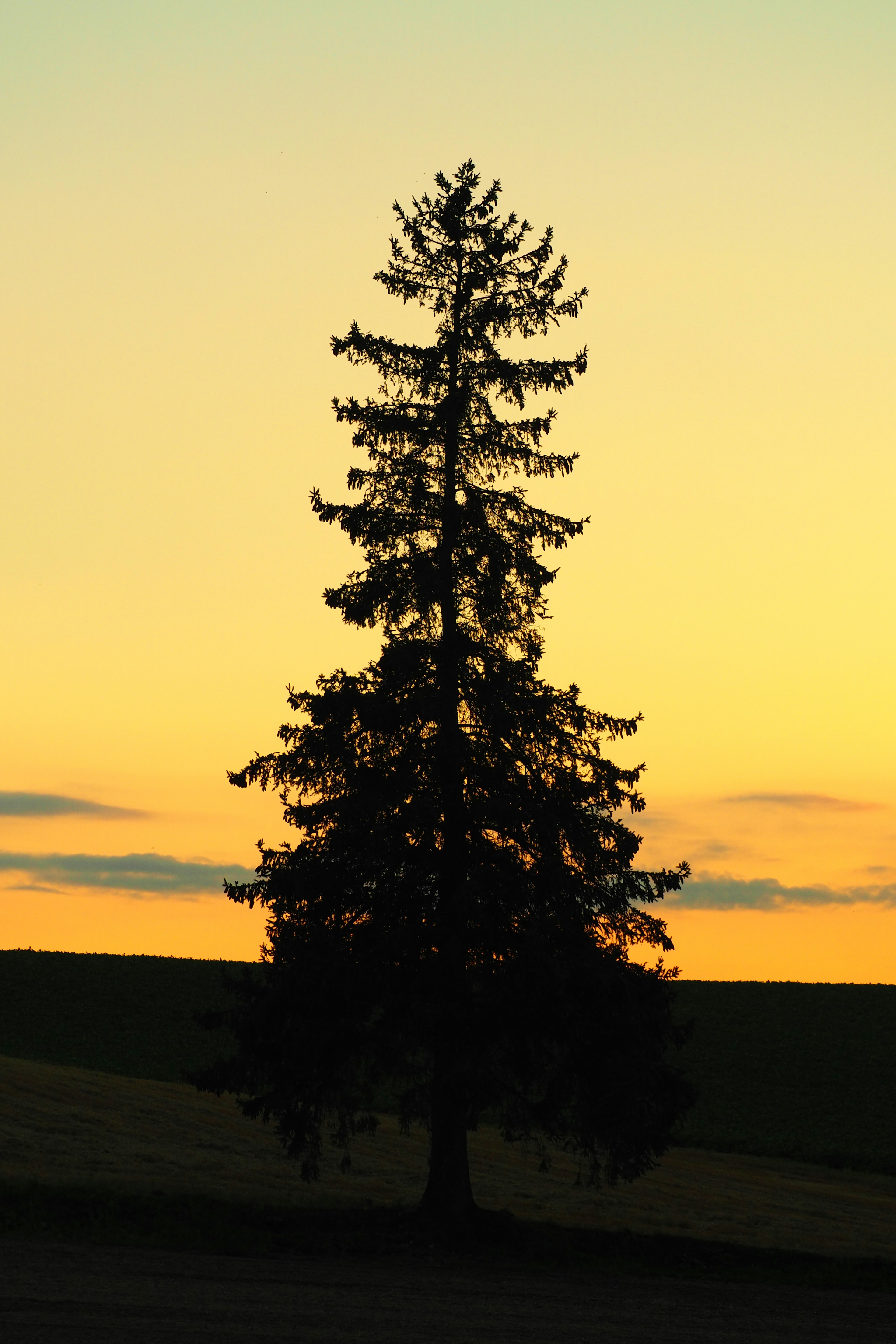 Silhouette of a fir tree against a sunset sky