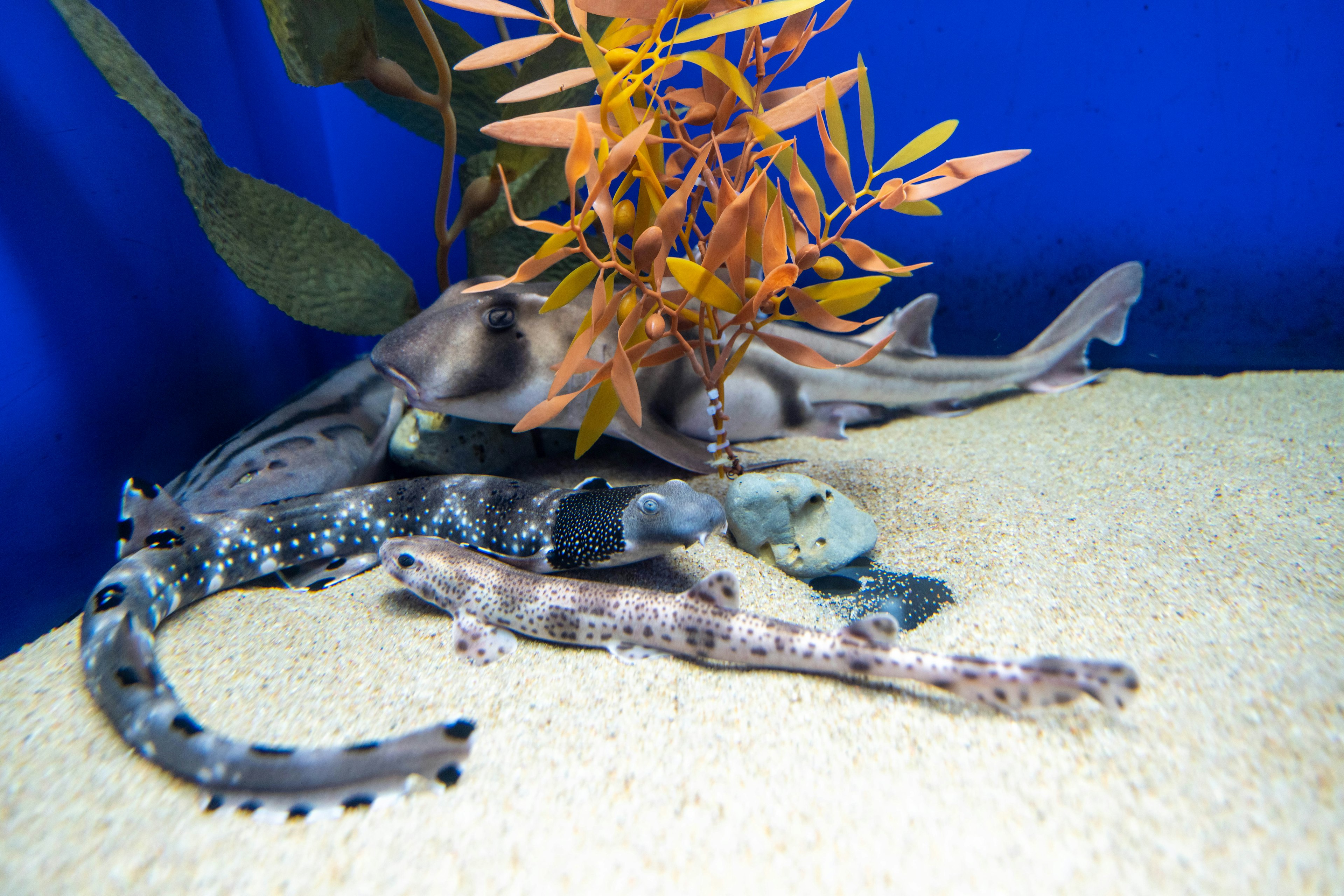 Multiple sharks resting on sandy aquarium floor with aquatic plants