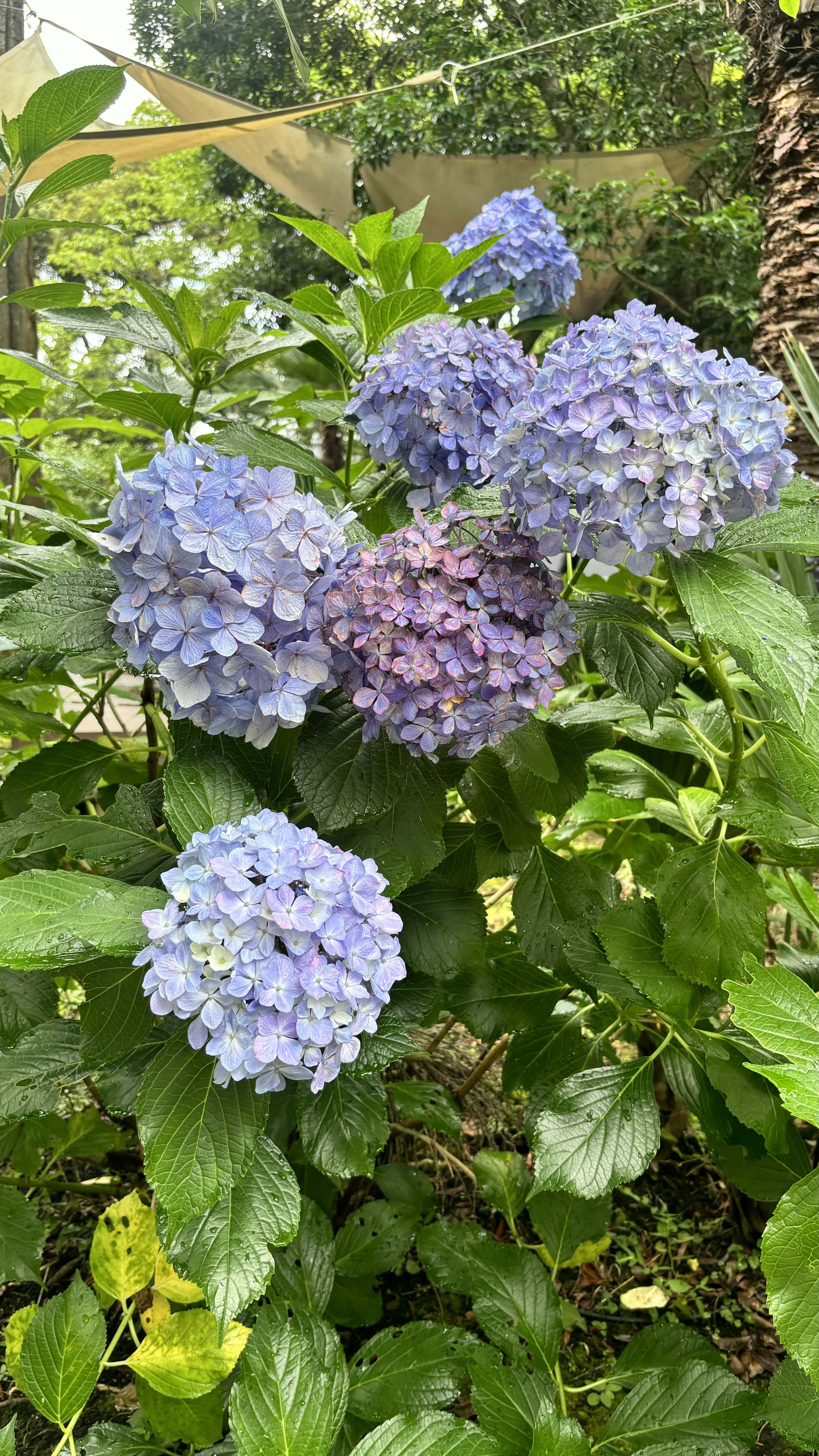 Foto tanaman hydrangea dengan bunga biru dan ungu