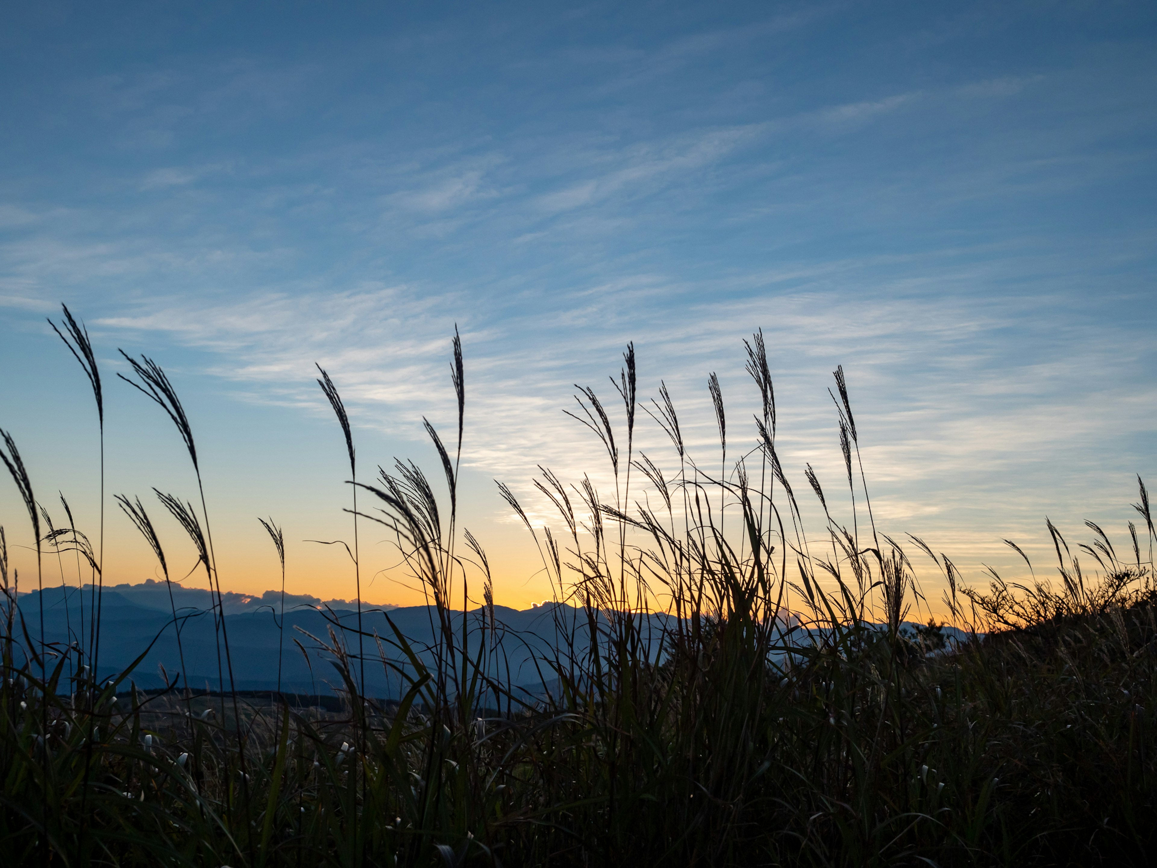 Paesaggio con erba alta e cielo al tramonto