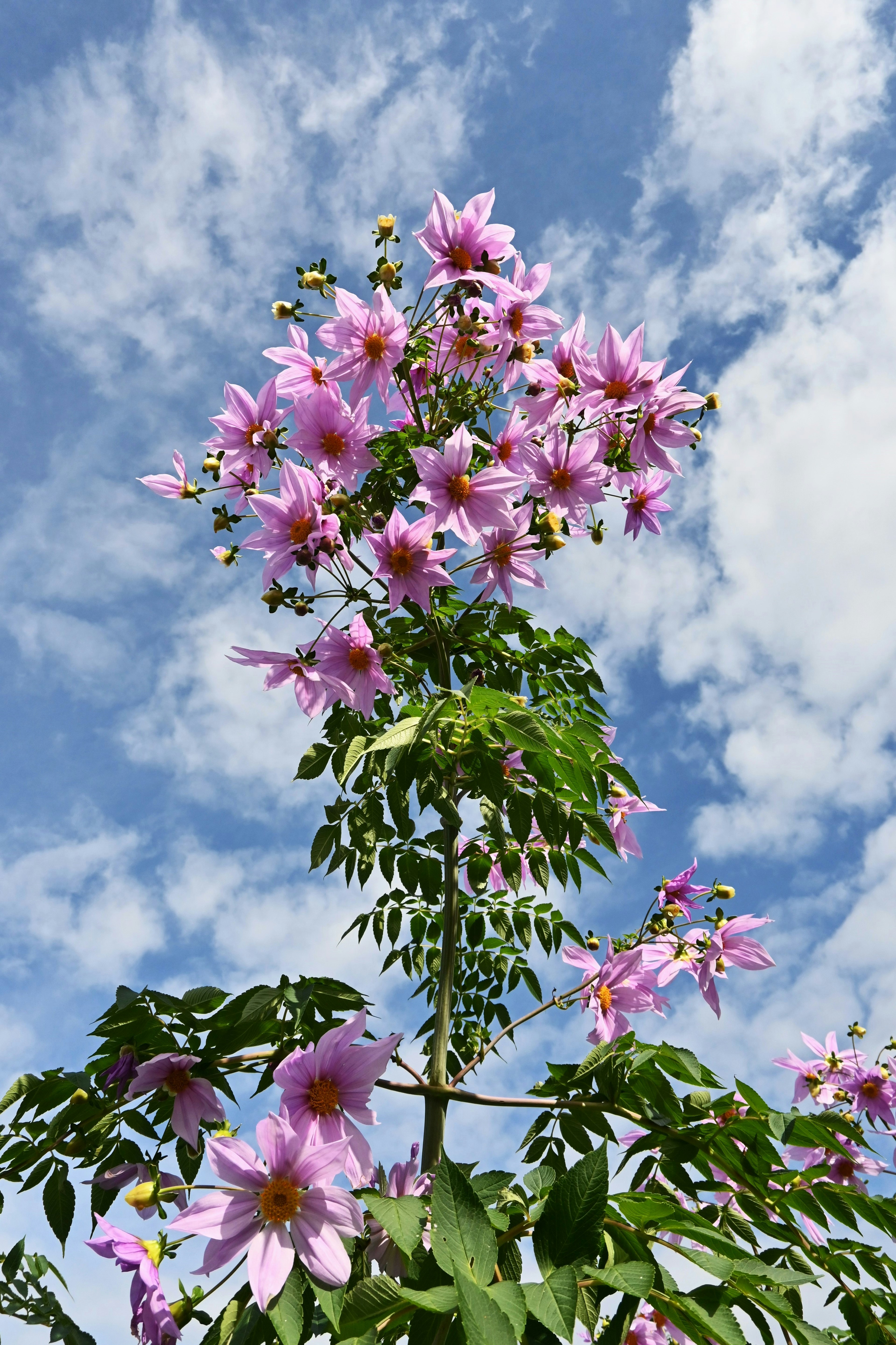 A tall tree with abundant pink flowers under a blue sky