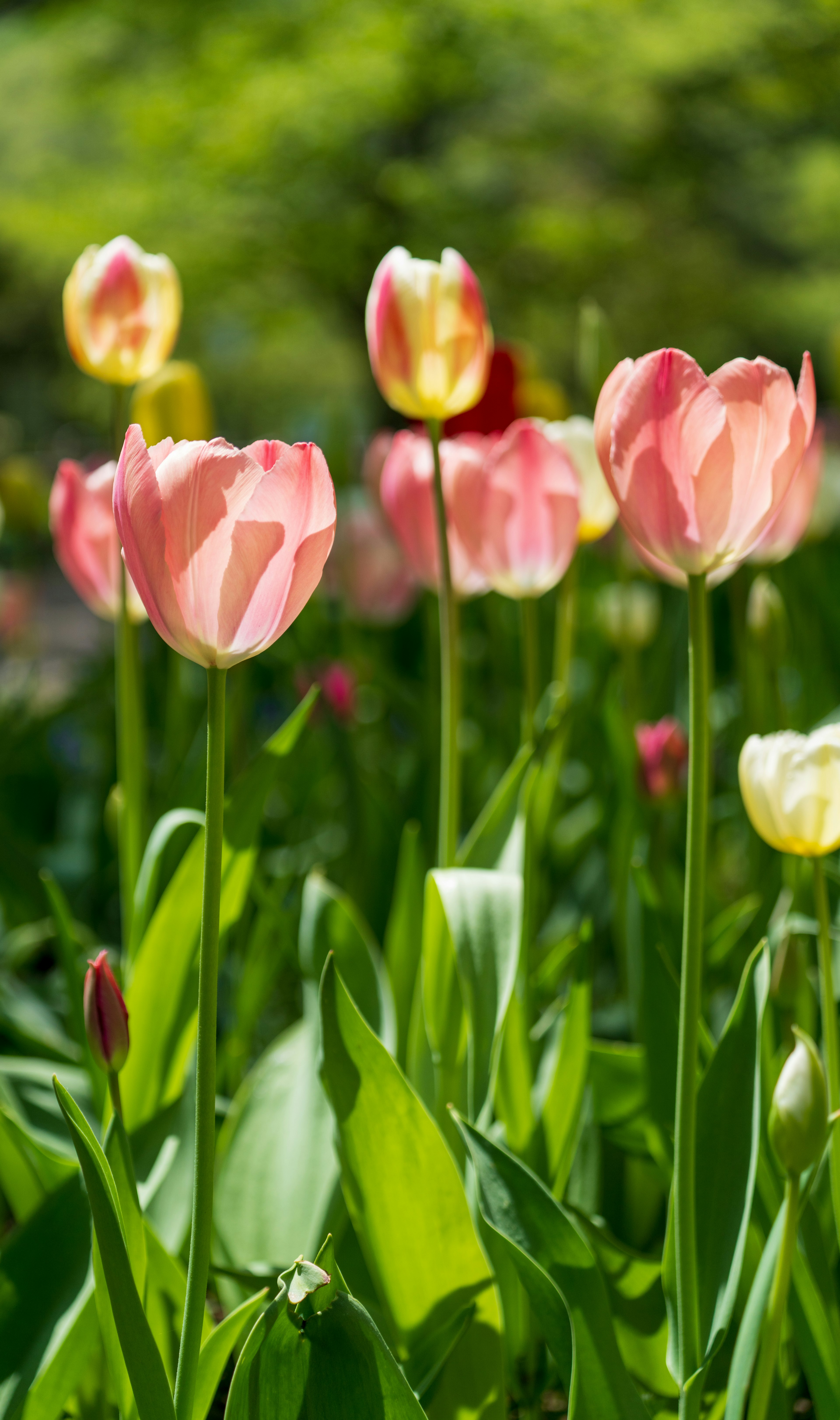 Tulip musim semi mekar di taman dengan bunga merah muda dan kuning cerah serta daun hijau subur