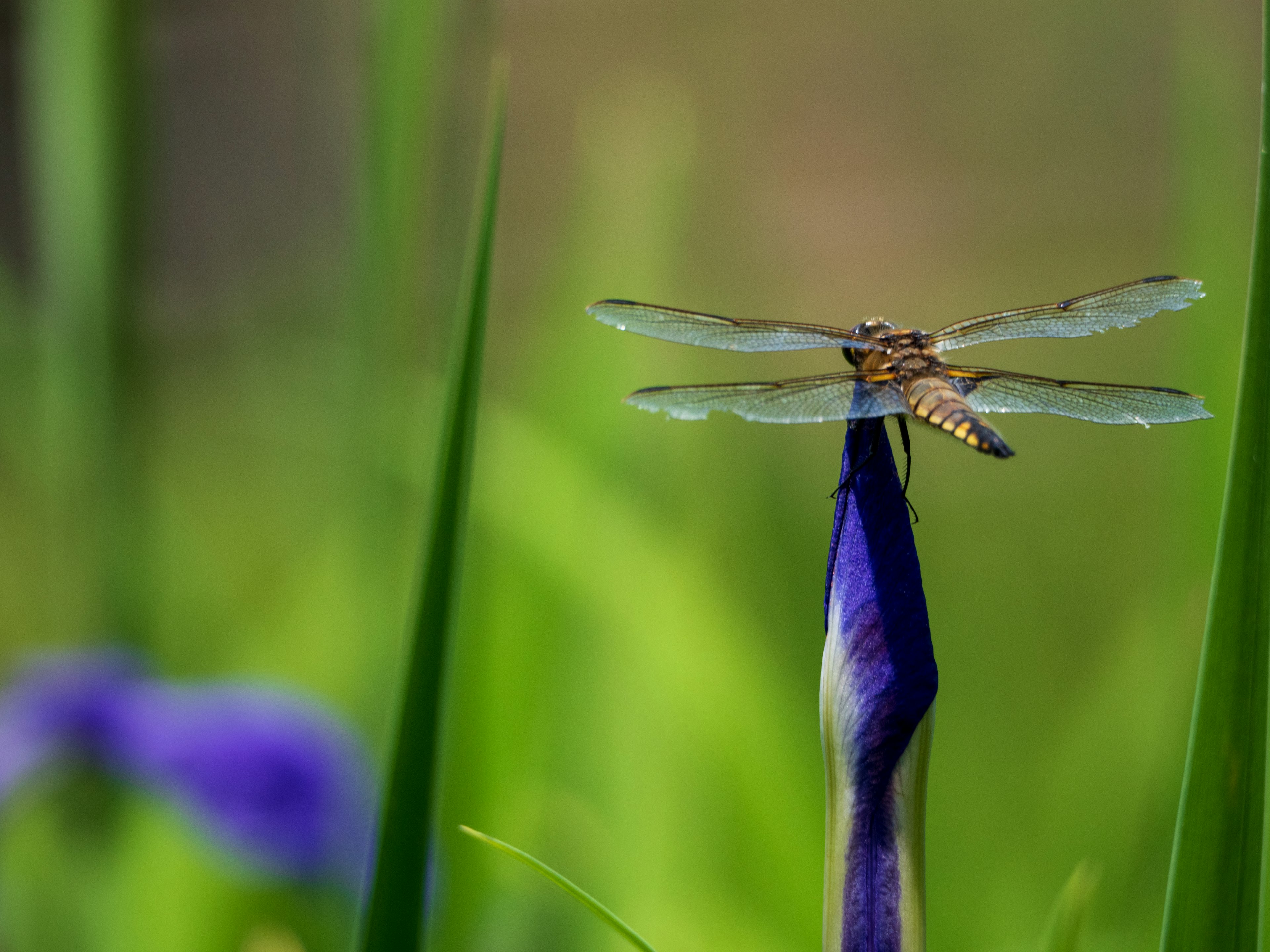 Close-up of a dragonfly perched on a blue flower