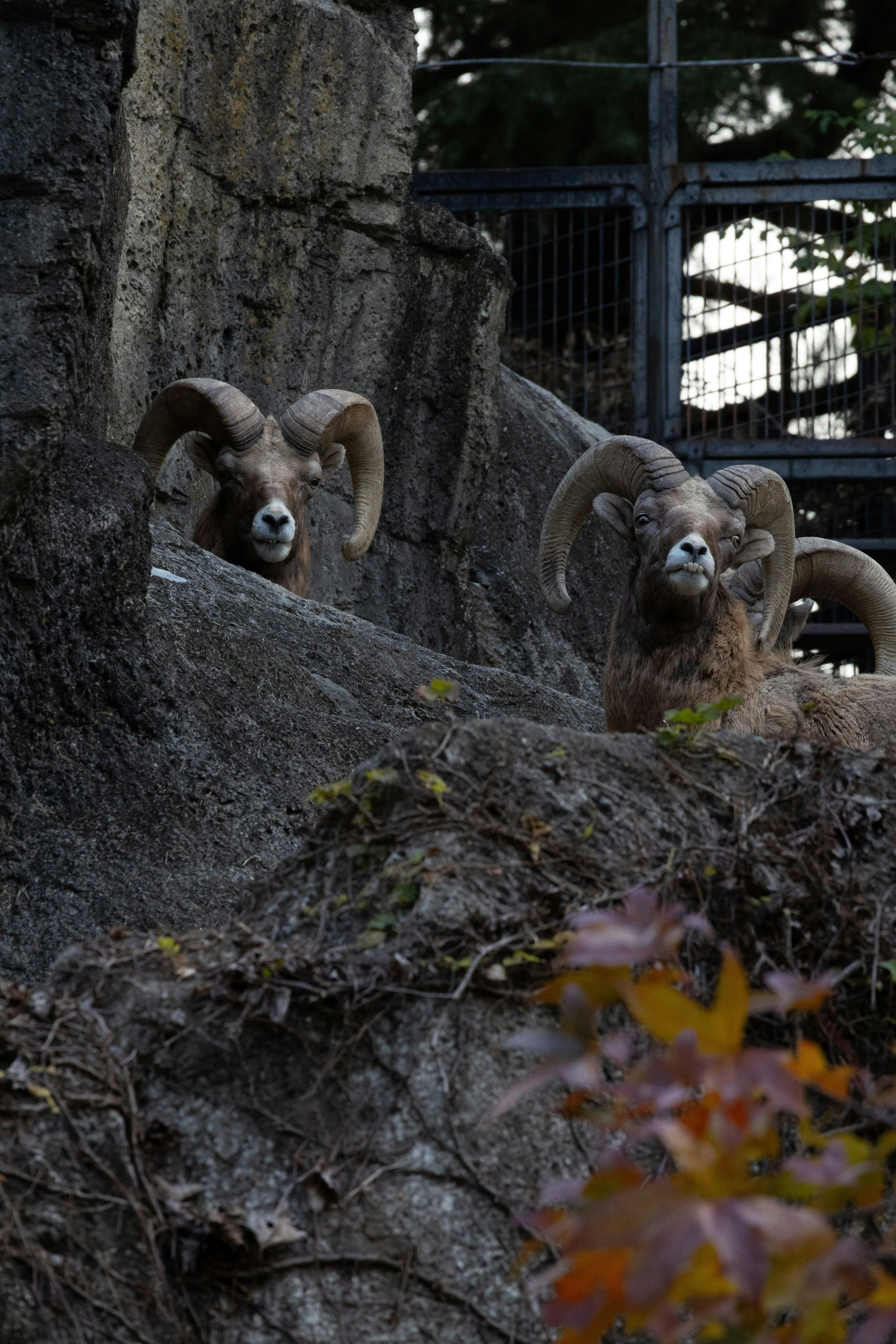 Deux grands animaux ressemblant à des moutons sur un rebord rocheux