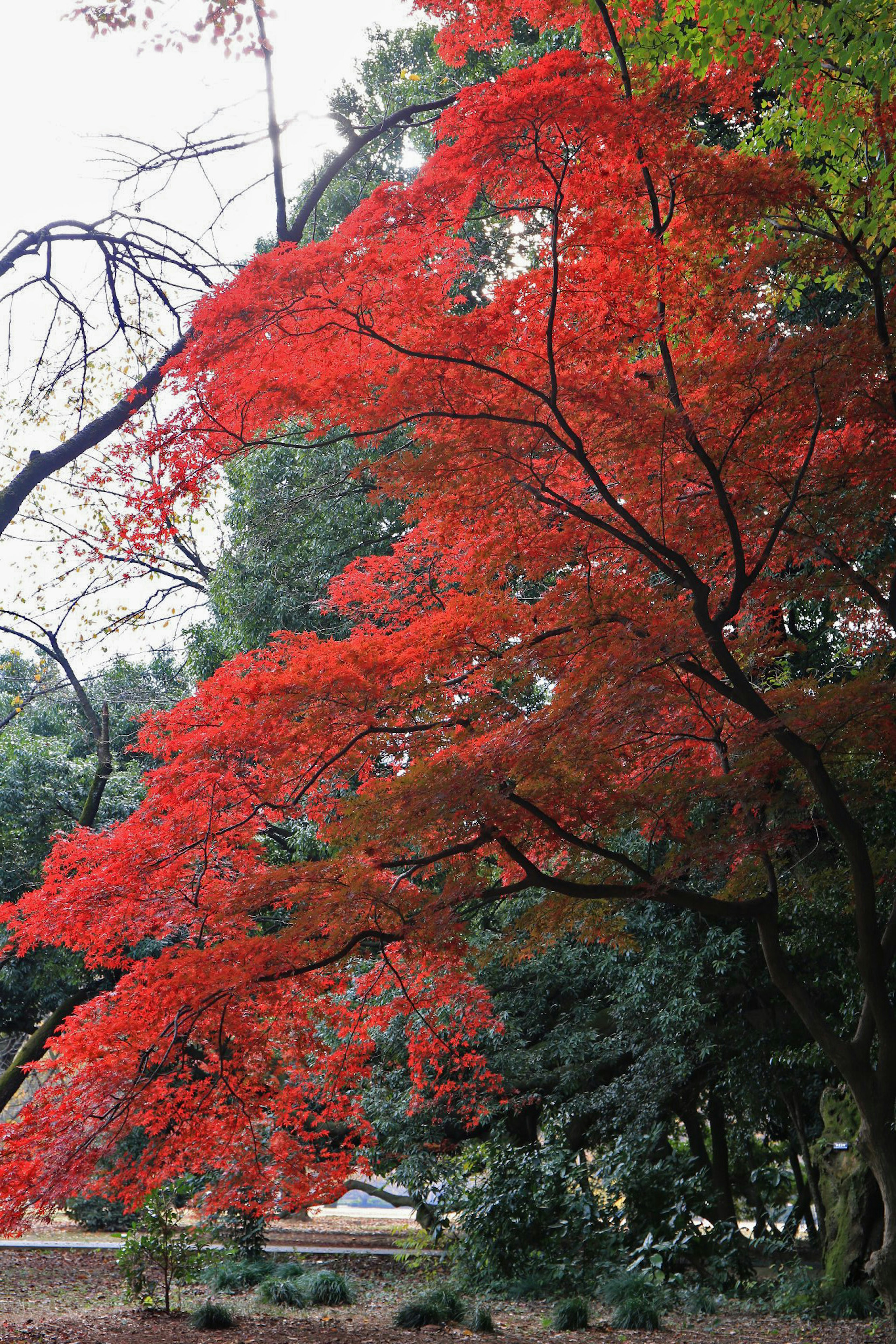 Pohon maple merah cerah dengan daun di taman