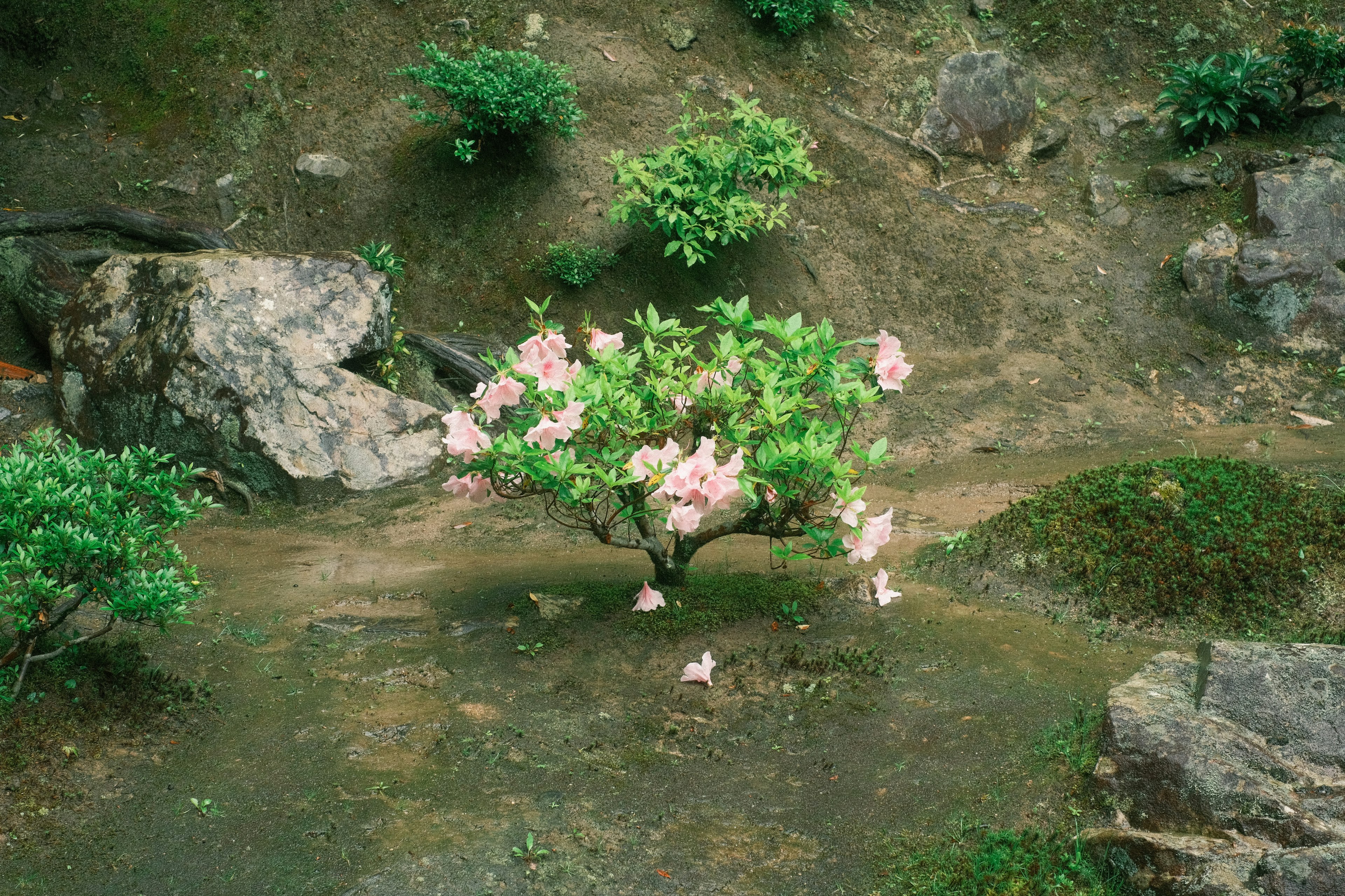 Un paesaggio con un piccolo arbusto fiorito con fiori rosa circondato da piante verdi e rocce