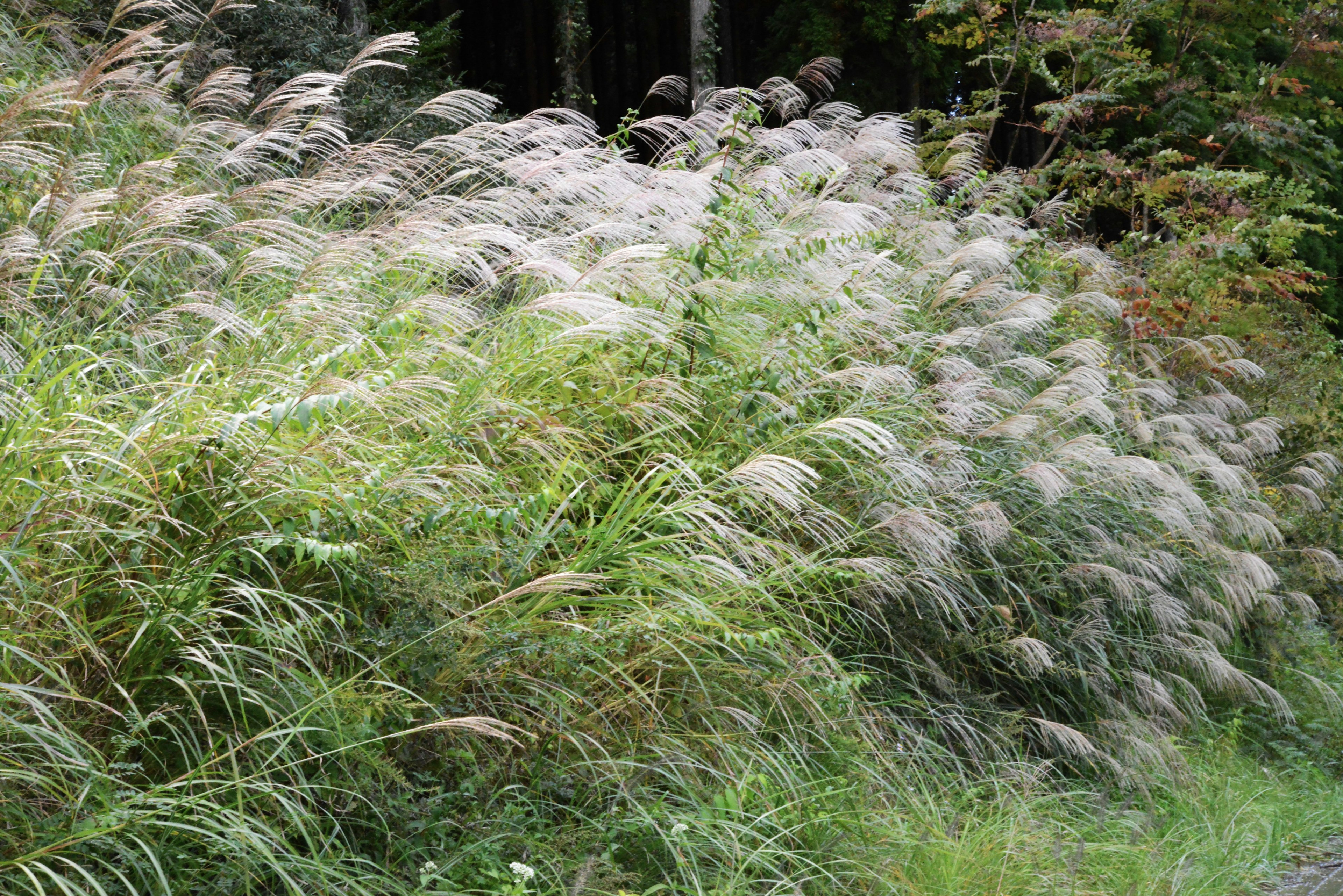 Pemandangan indah rumput yang melambai di angin