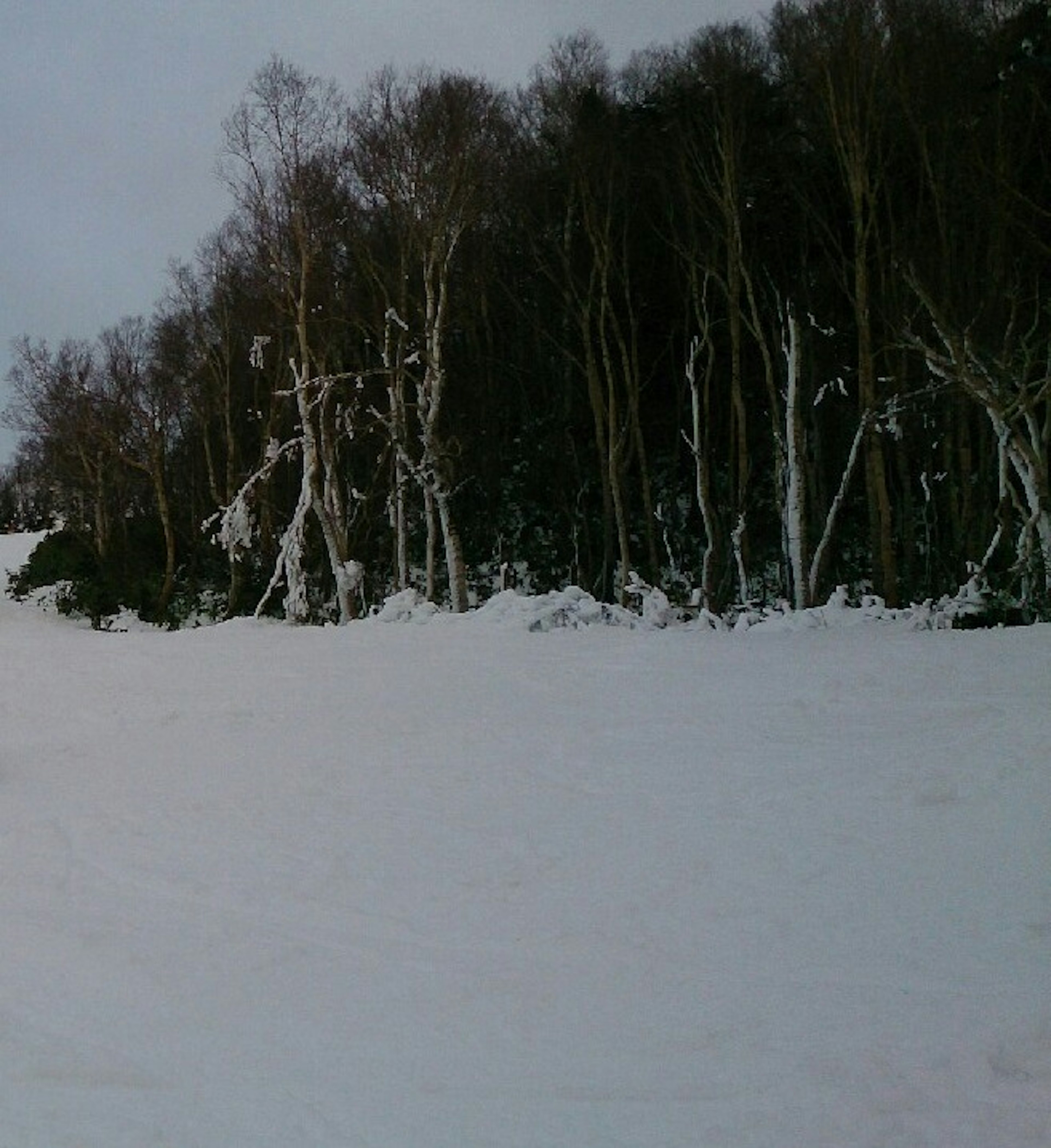 被雪覆蓋的森林景觀，白色樹木和寧靜的氛圍