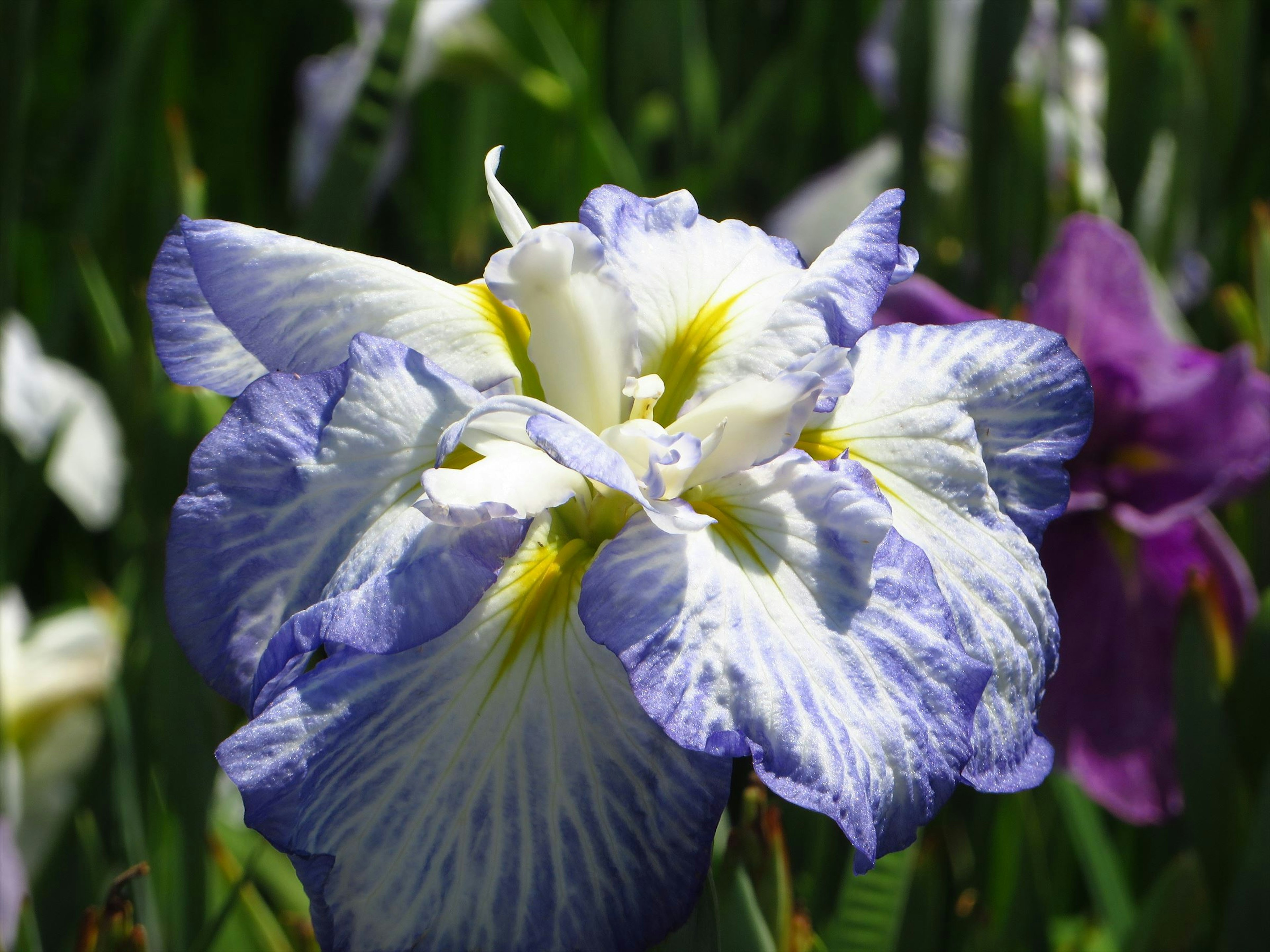 Beautiful blue and white iris flower in bloom