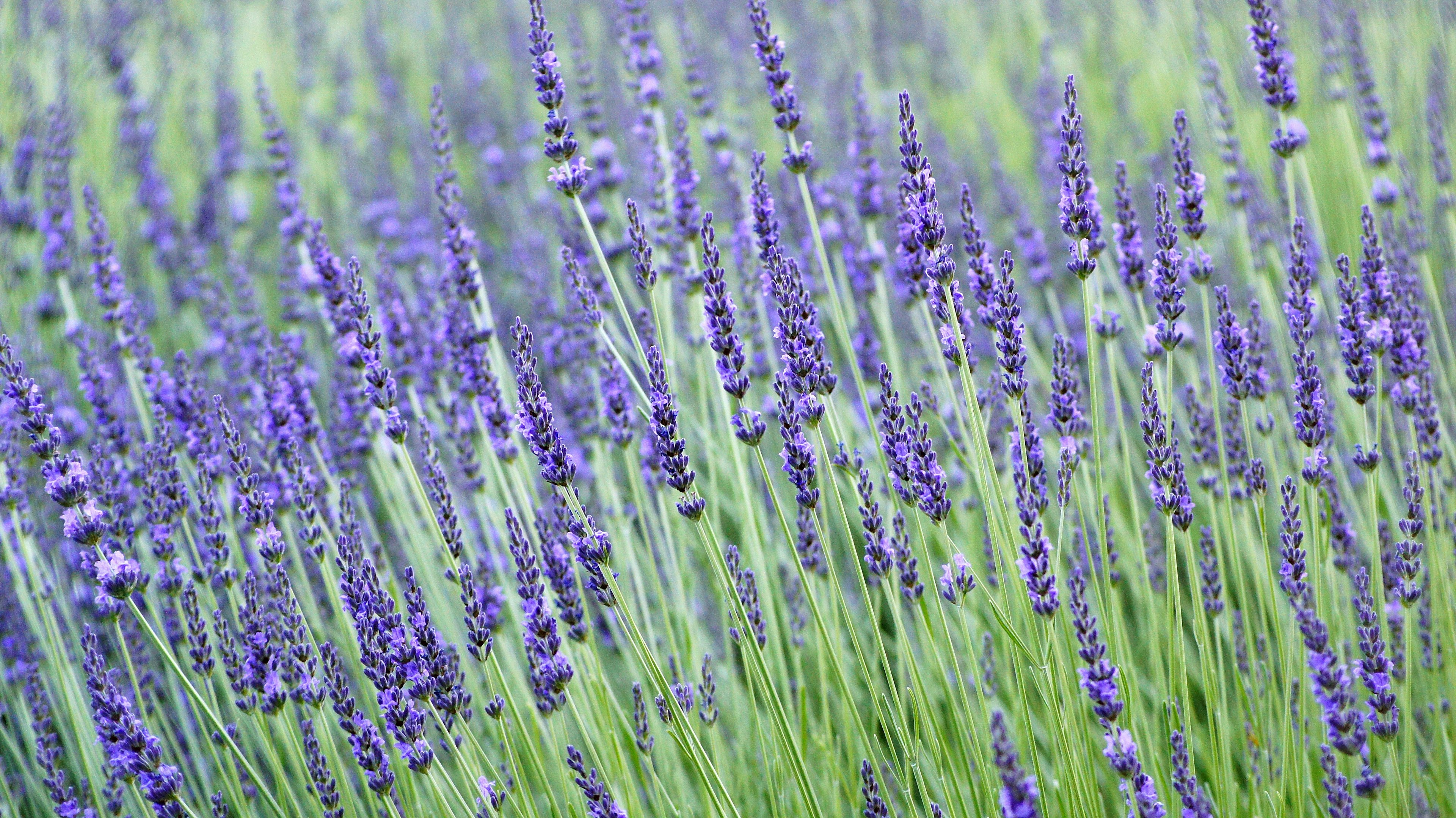 Hermosas flores de lavanda moradas balanceándose con el viento