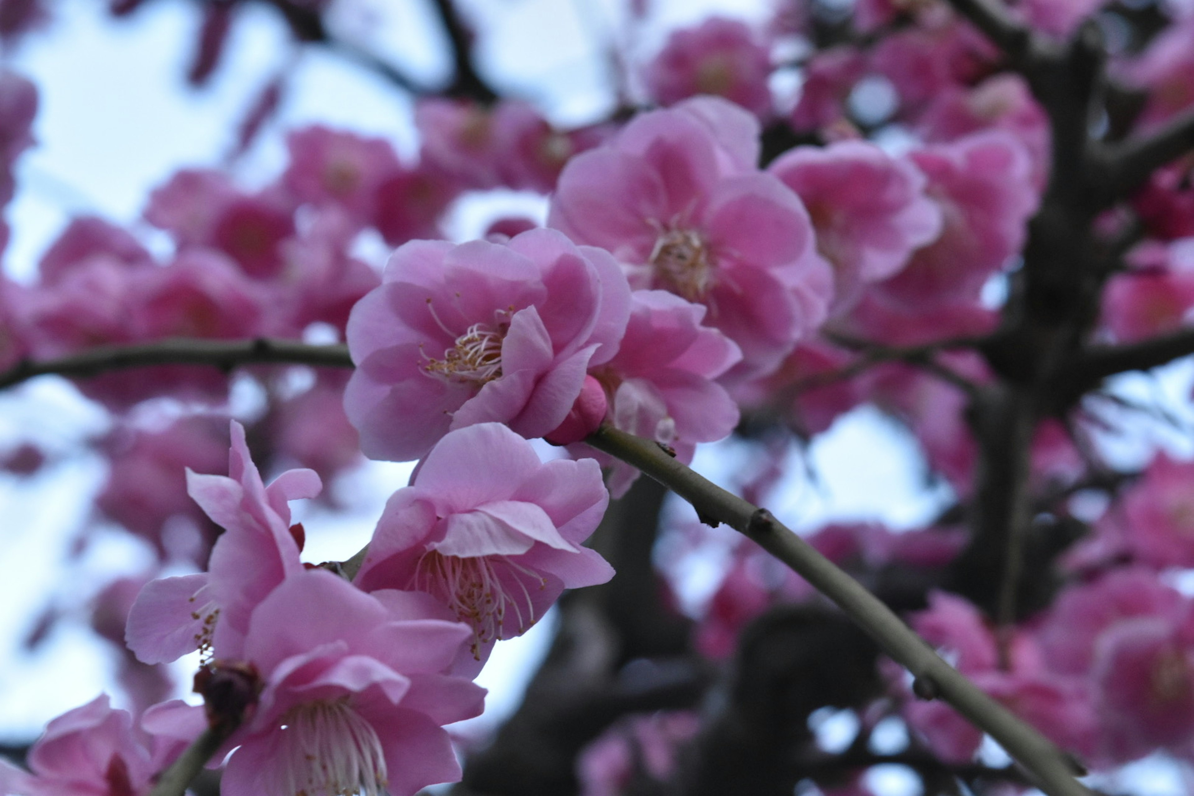 Close-up of cherry blossom flowers on a branch