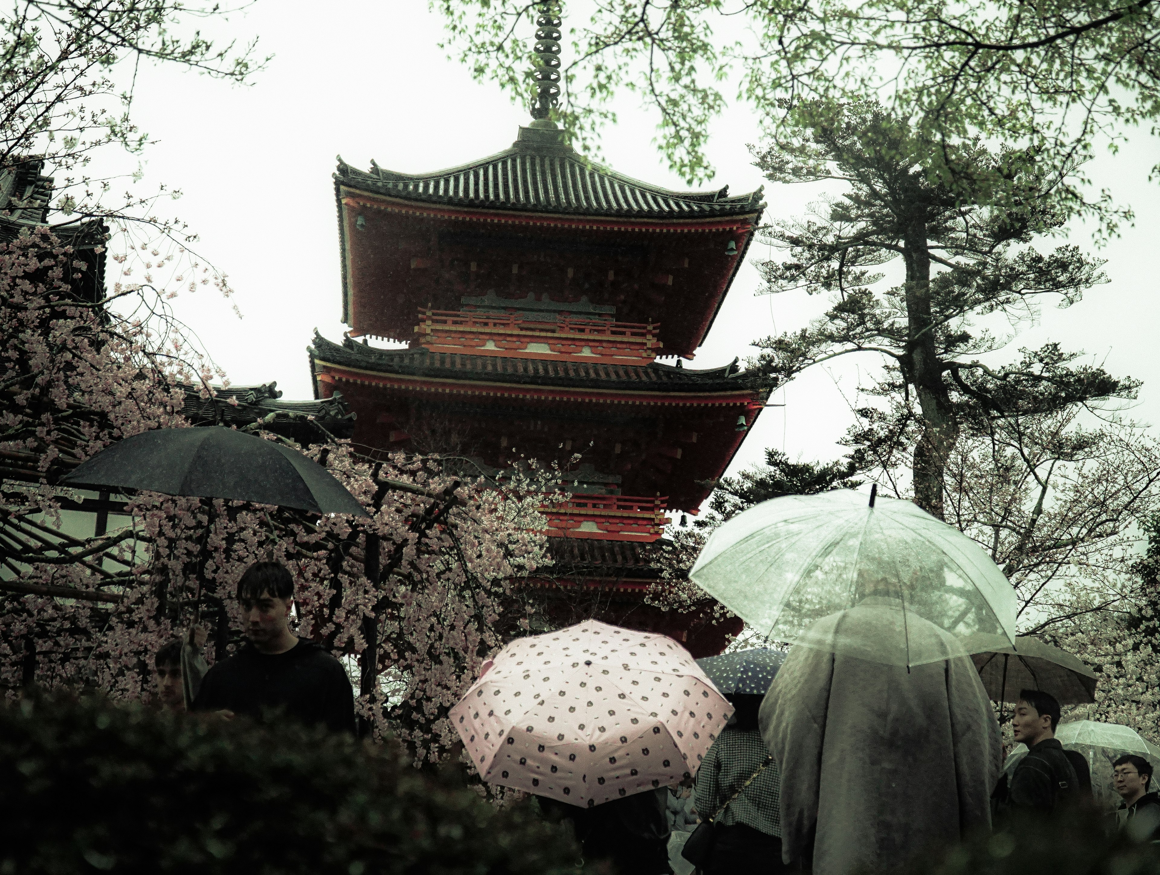 People with umbrellas under cherry blossom trees and an ancient pagoda