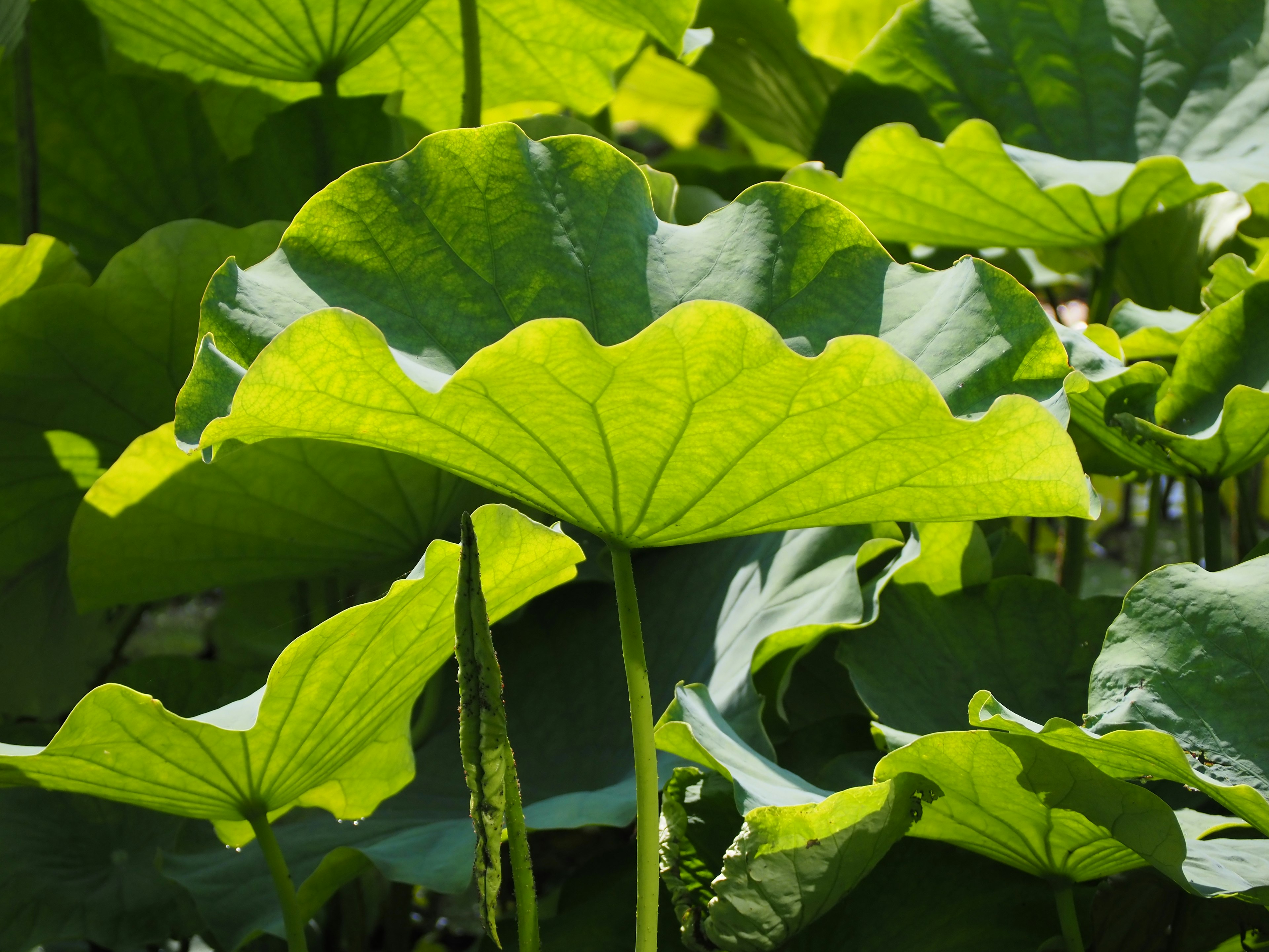 Feuilles de lotus vertes luxuriantes dans un cadre naturel vibrant