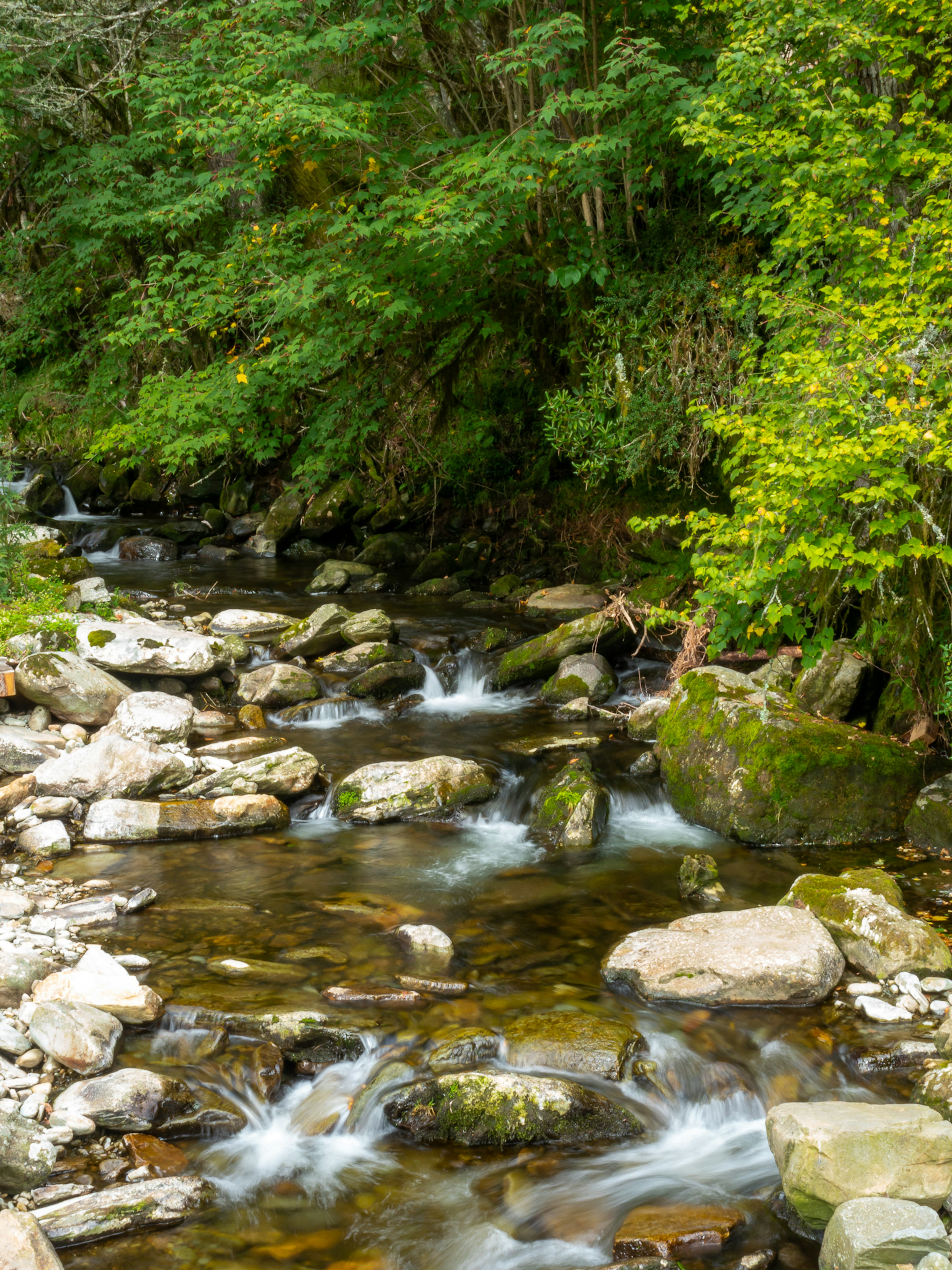 Ein ruhiger Bach, der durch einen üppigen grünen Wald fließt, mit Steinen und sanftem Wasserfluss