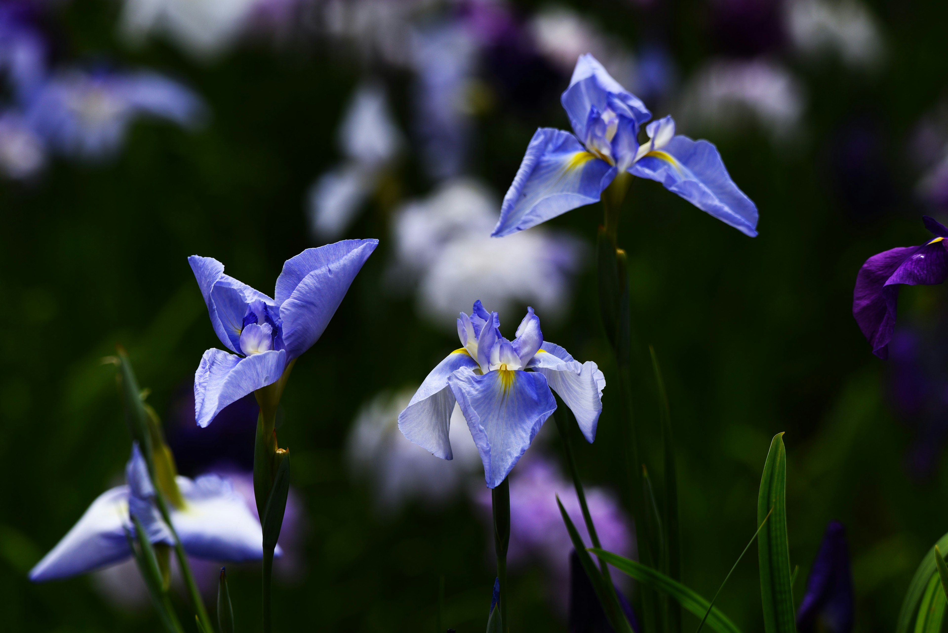 Blaue Blumen blühen in einem Garten