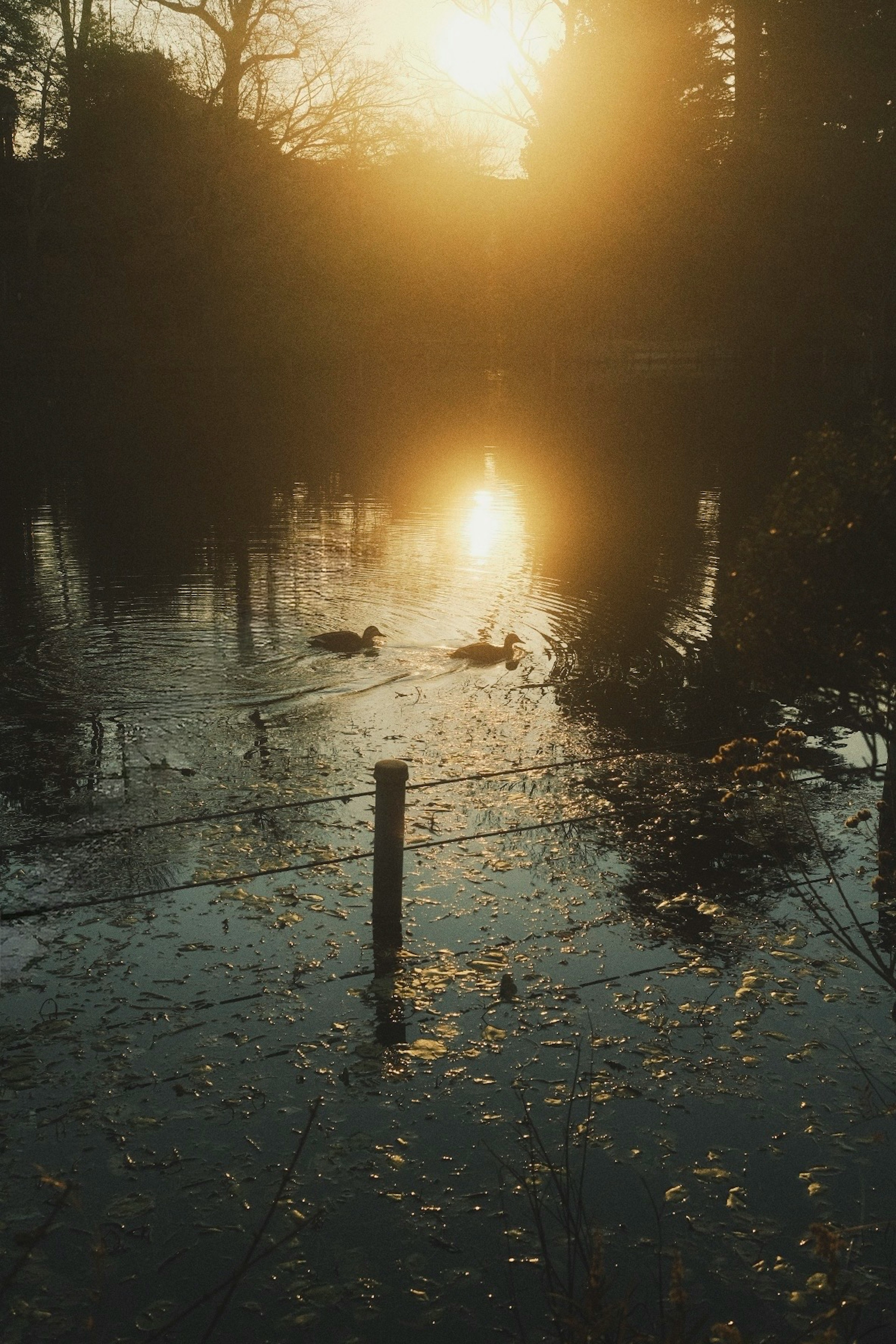 Enten schwimmen in einem Teich, der den schönen Sonnenuntergang spiegelt