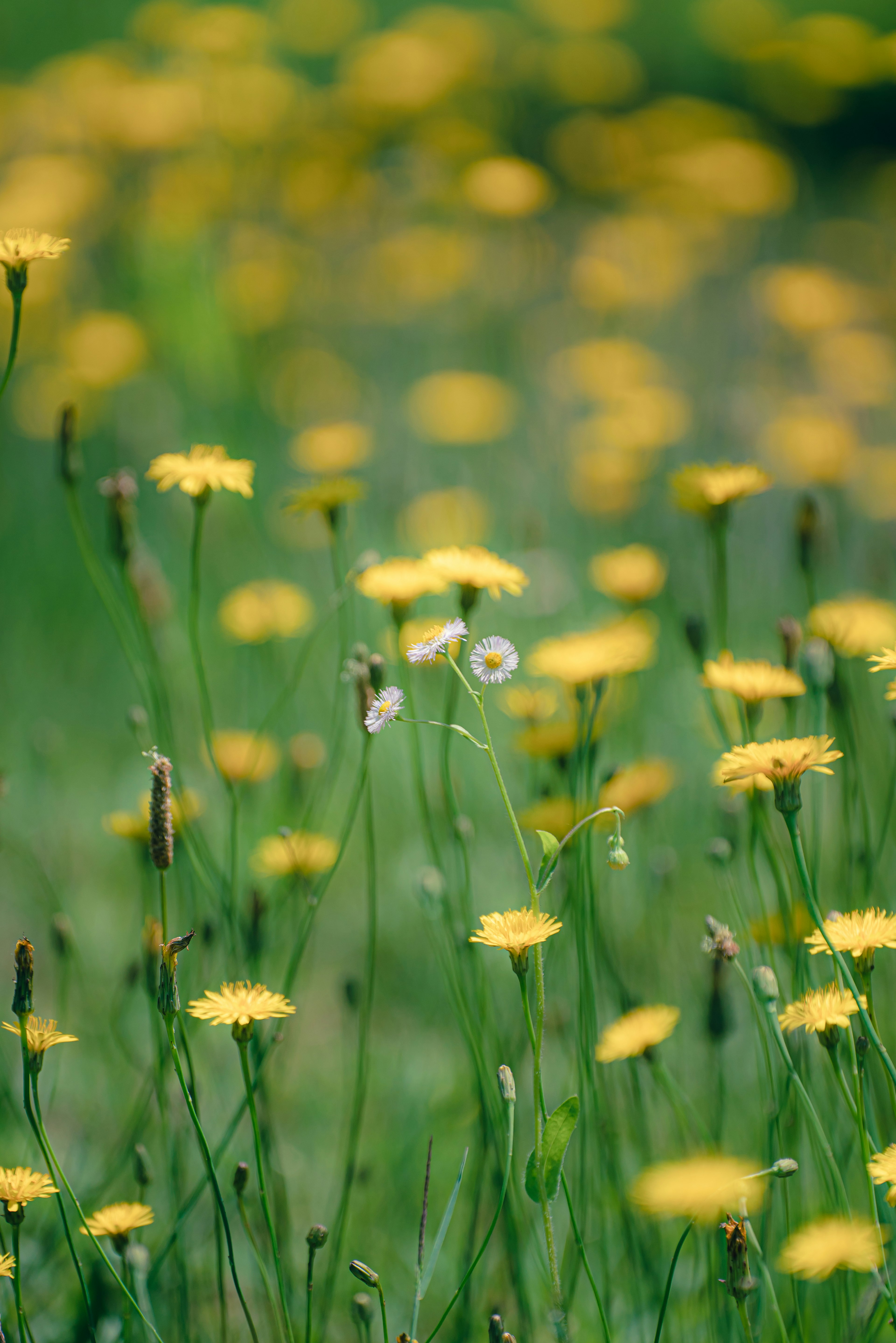 Champ de fleurs jaunes en fleurs