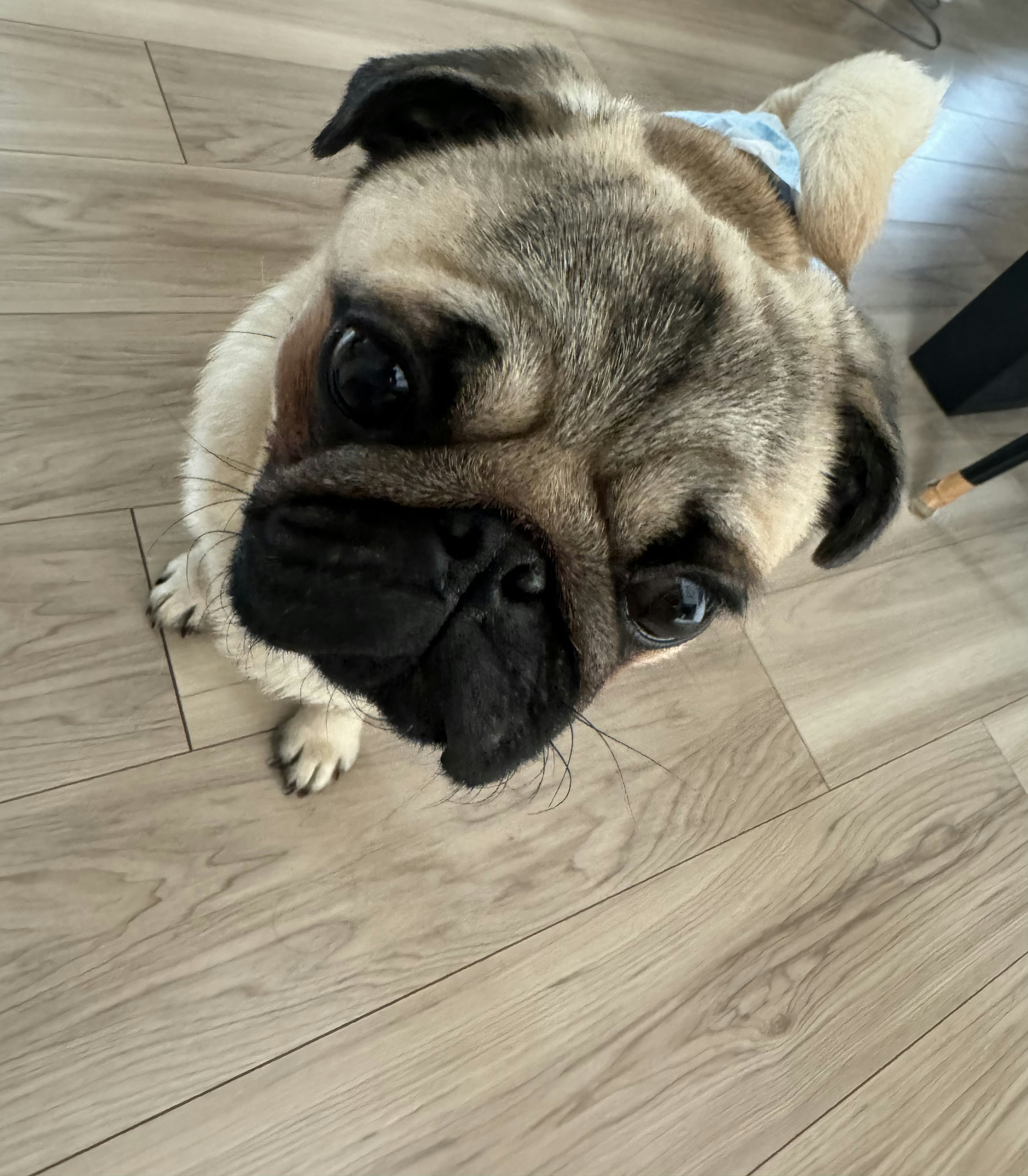 Un adorabile cane carlino che guarda la telecamera su un pavimento in legno