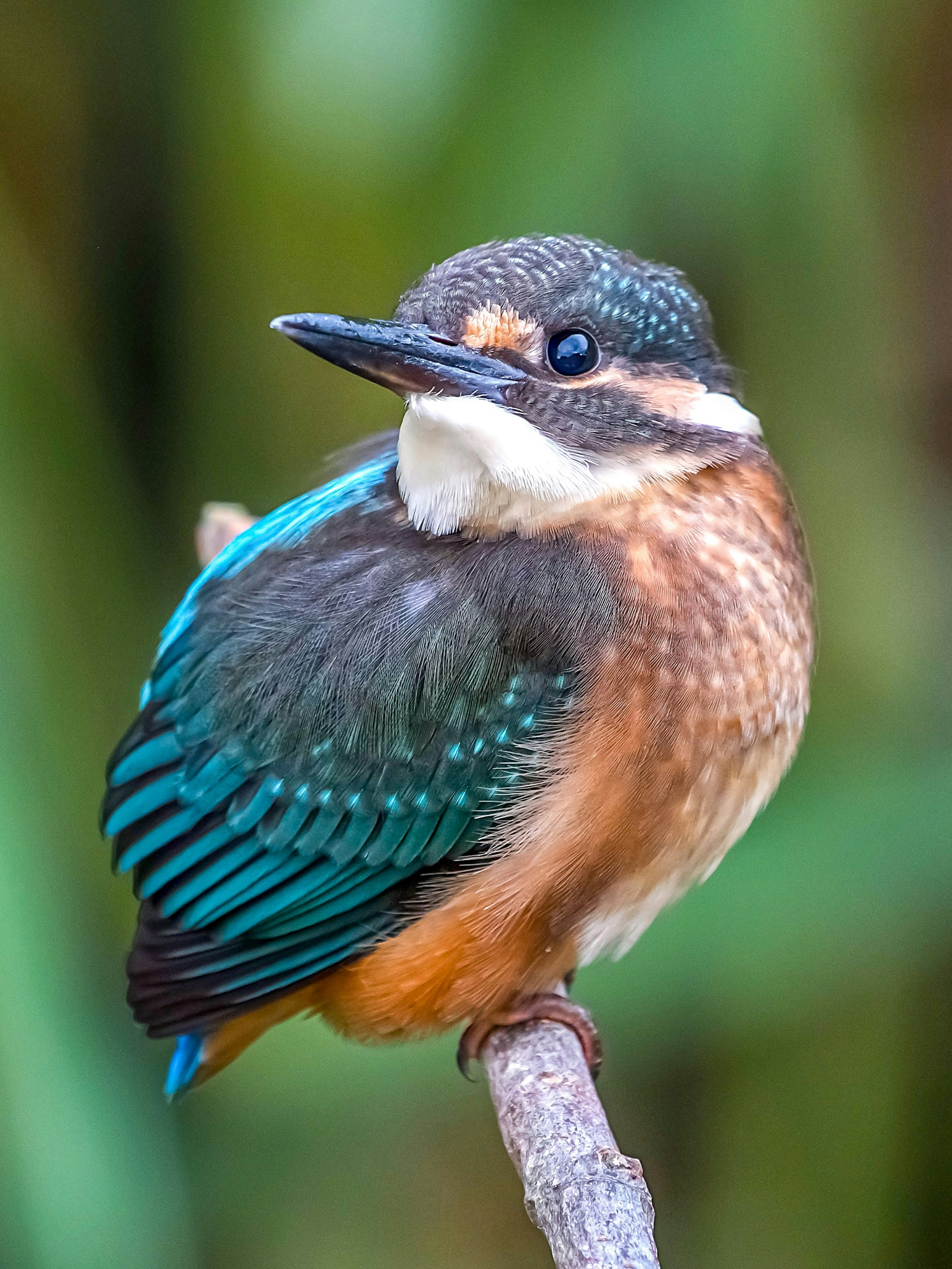 Ein kleiner Vogel mit blauen und orangefarbenen Federn, der auf einem Ast sitzt