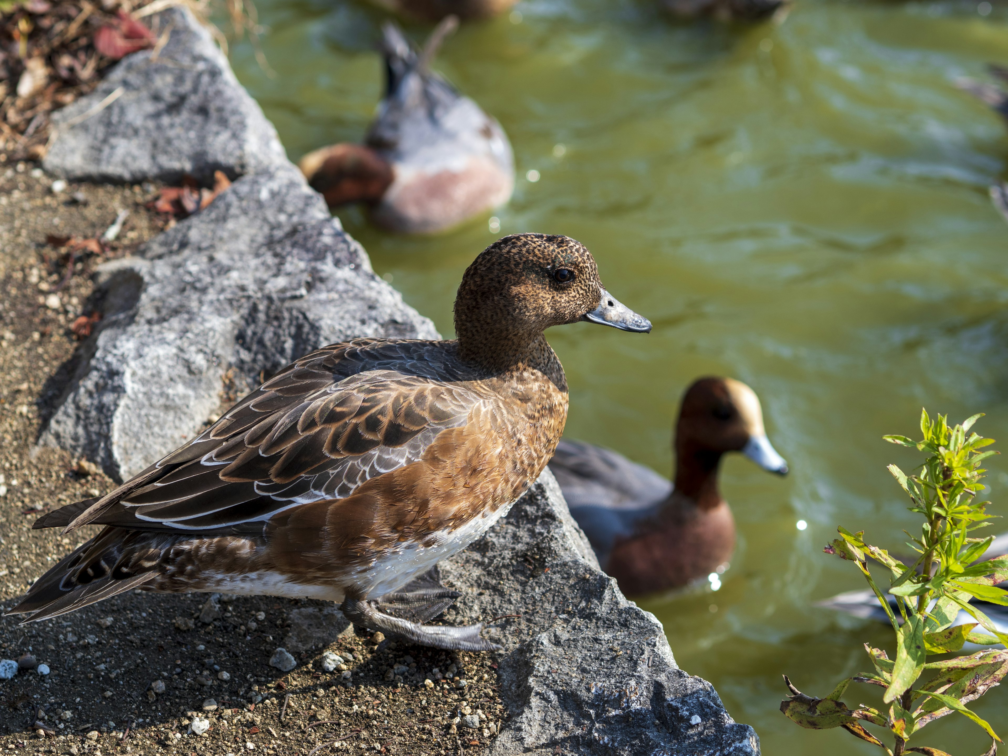 A brown-feathered duck stands on a rock by the water's edge