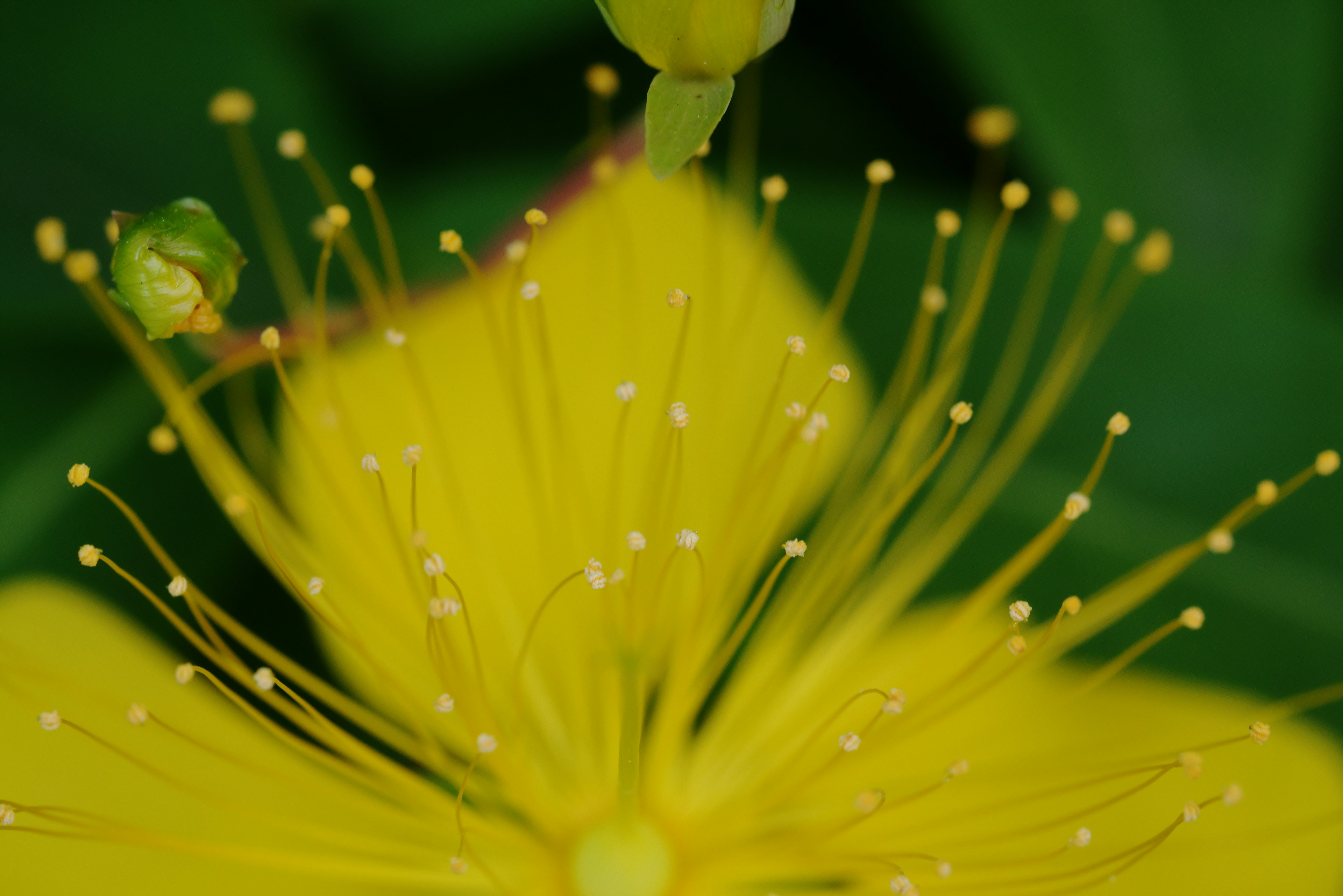 Primo piano di un fiore giallo con petali allungati e numerosi stami