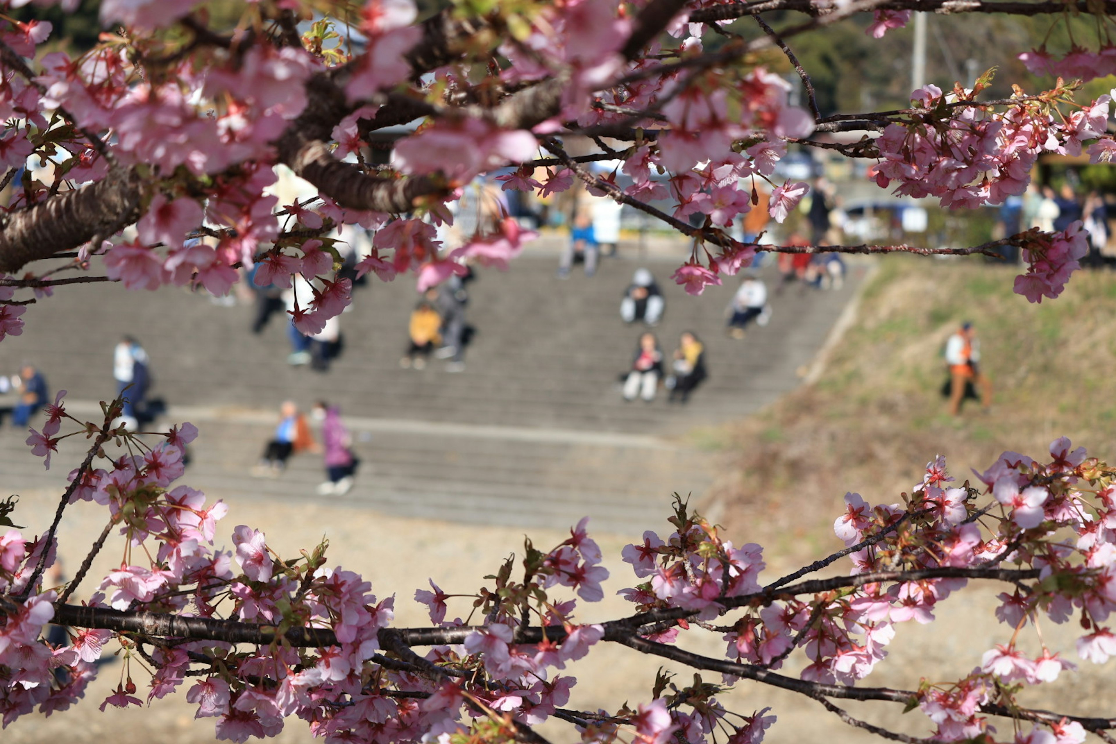 Fleurs de cerisier au premier plan avec des gens dans un parc