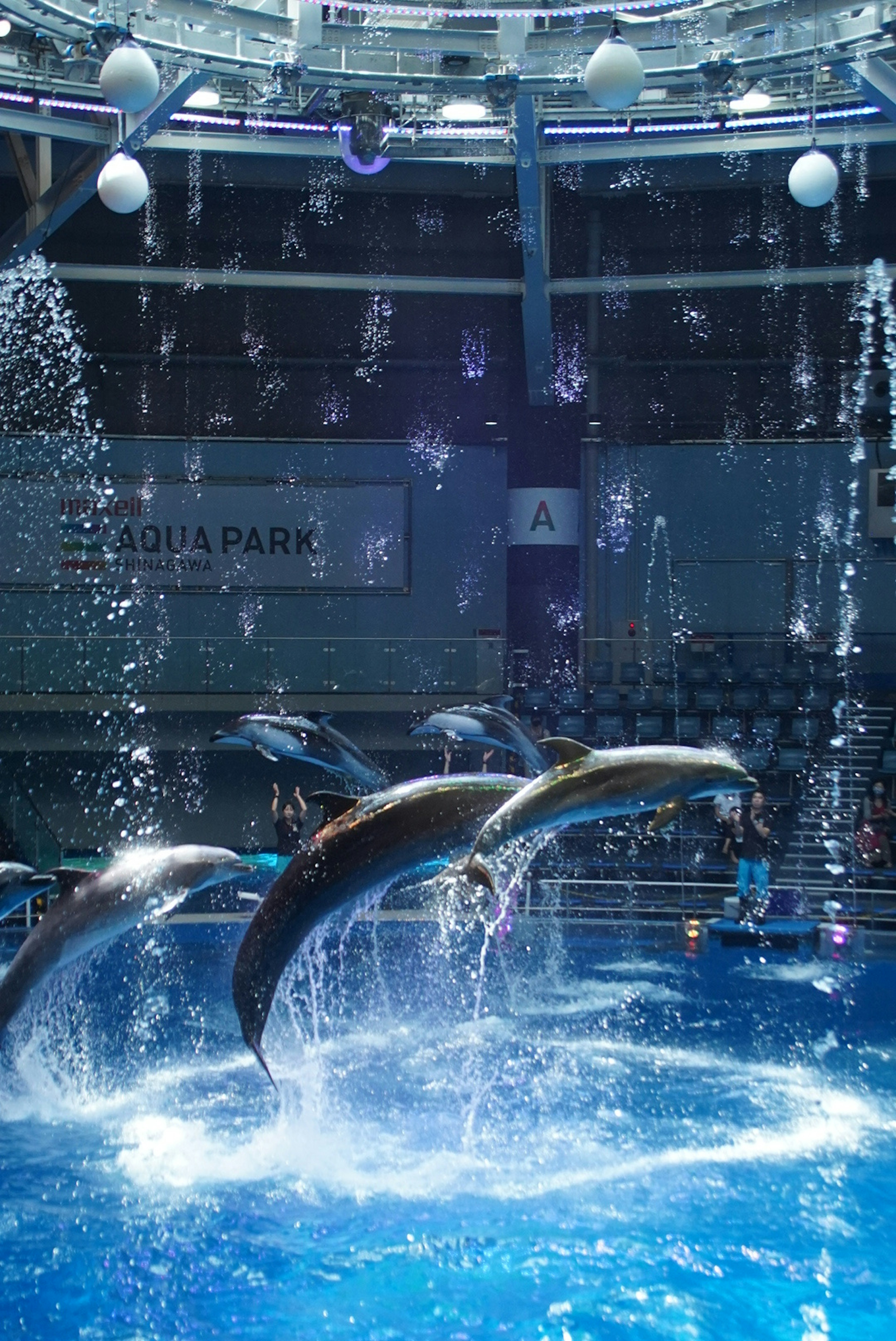 イルカが水中でジャンプしている水族館のシーン