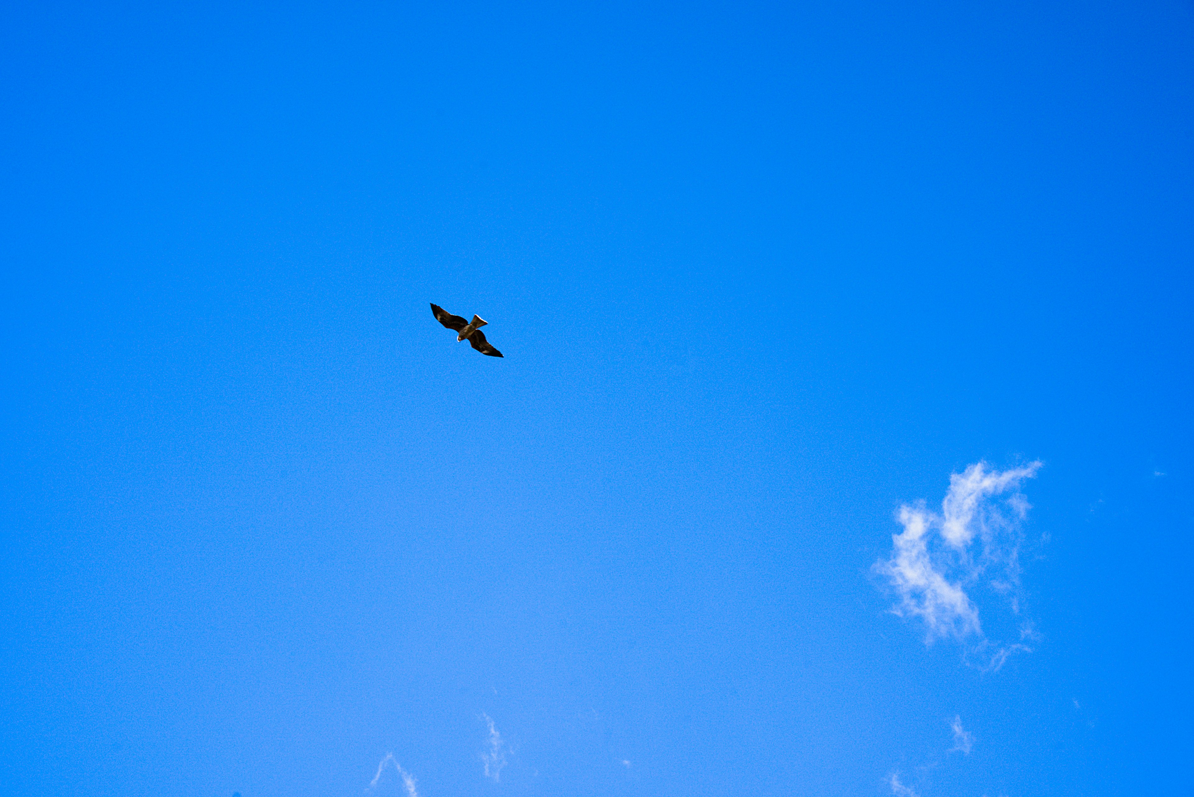 Silhouette eines Vogels, der in einem klaren blauen Himmel schwebt