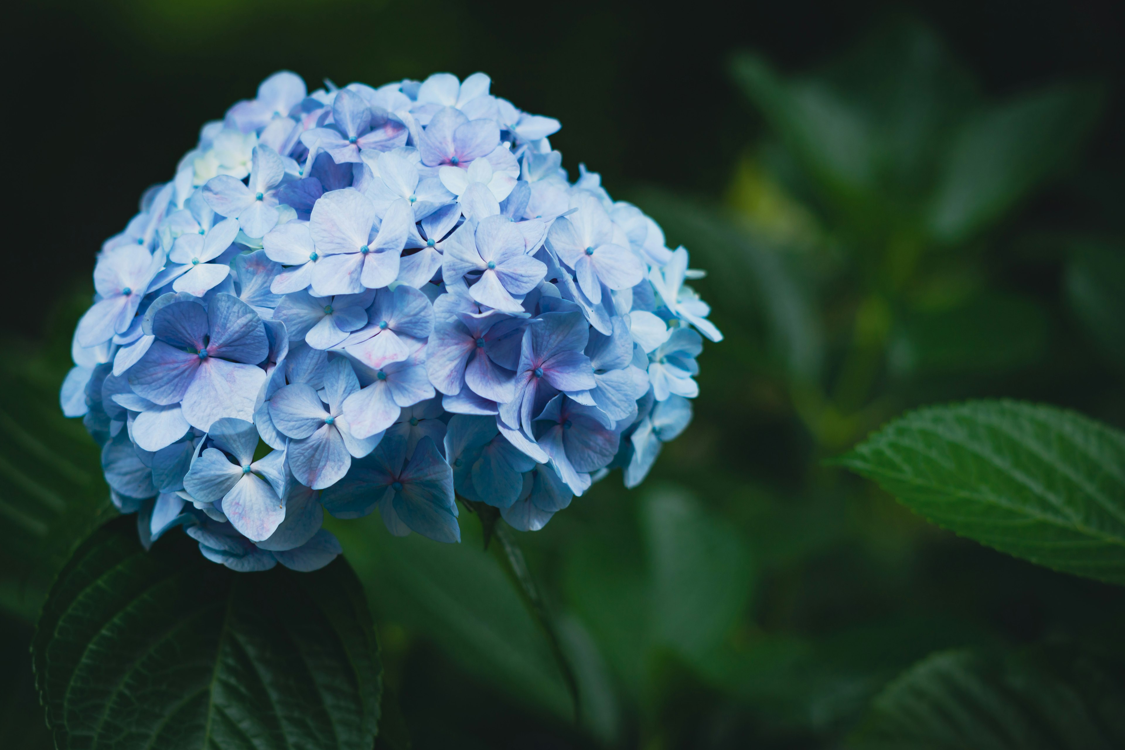 Un fiore di ortensia blu circondato da foglie verdi