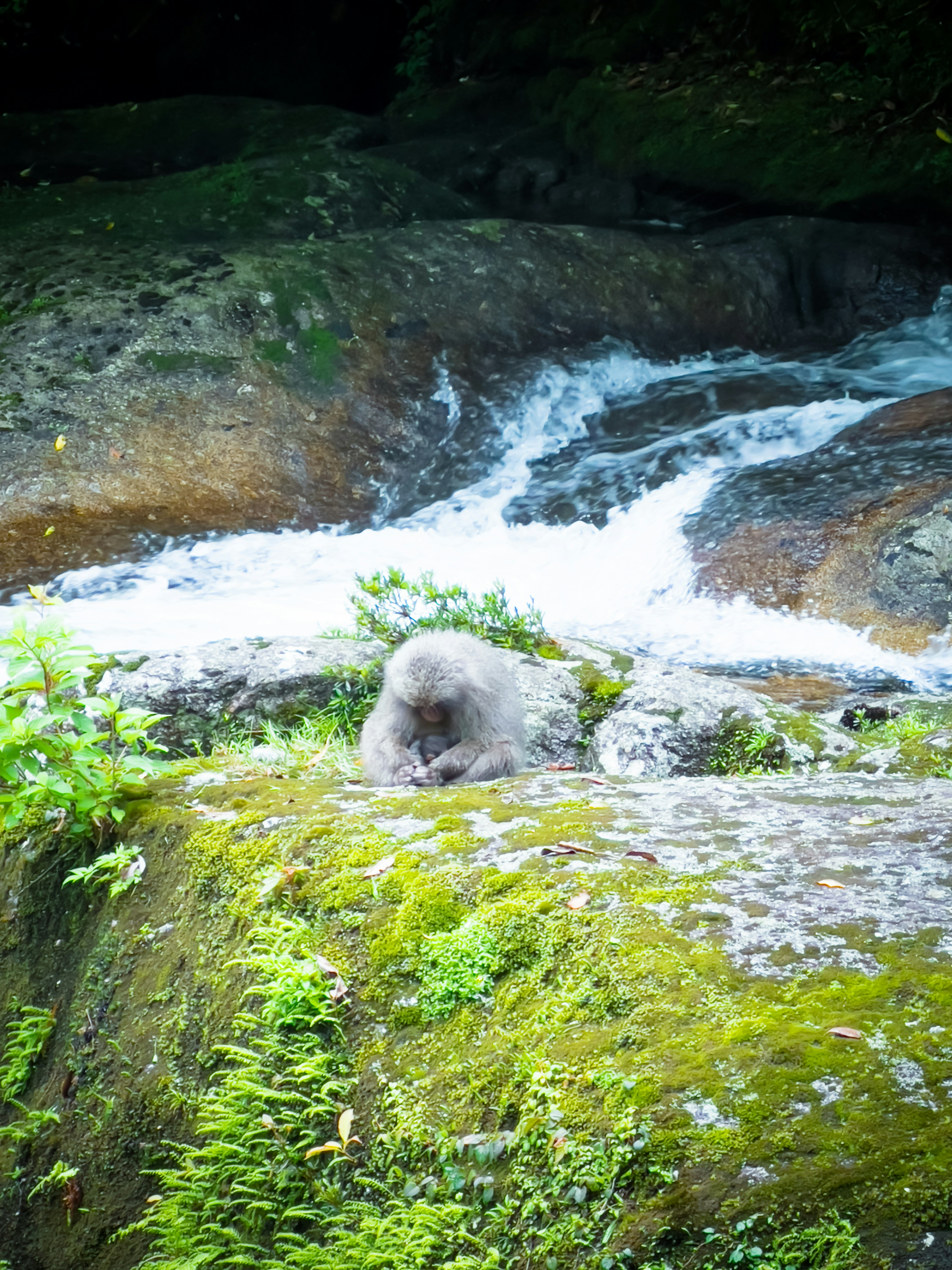 A monkey relaxing by a river surrounded by green plants and flowing water