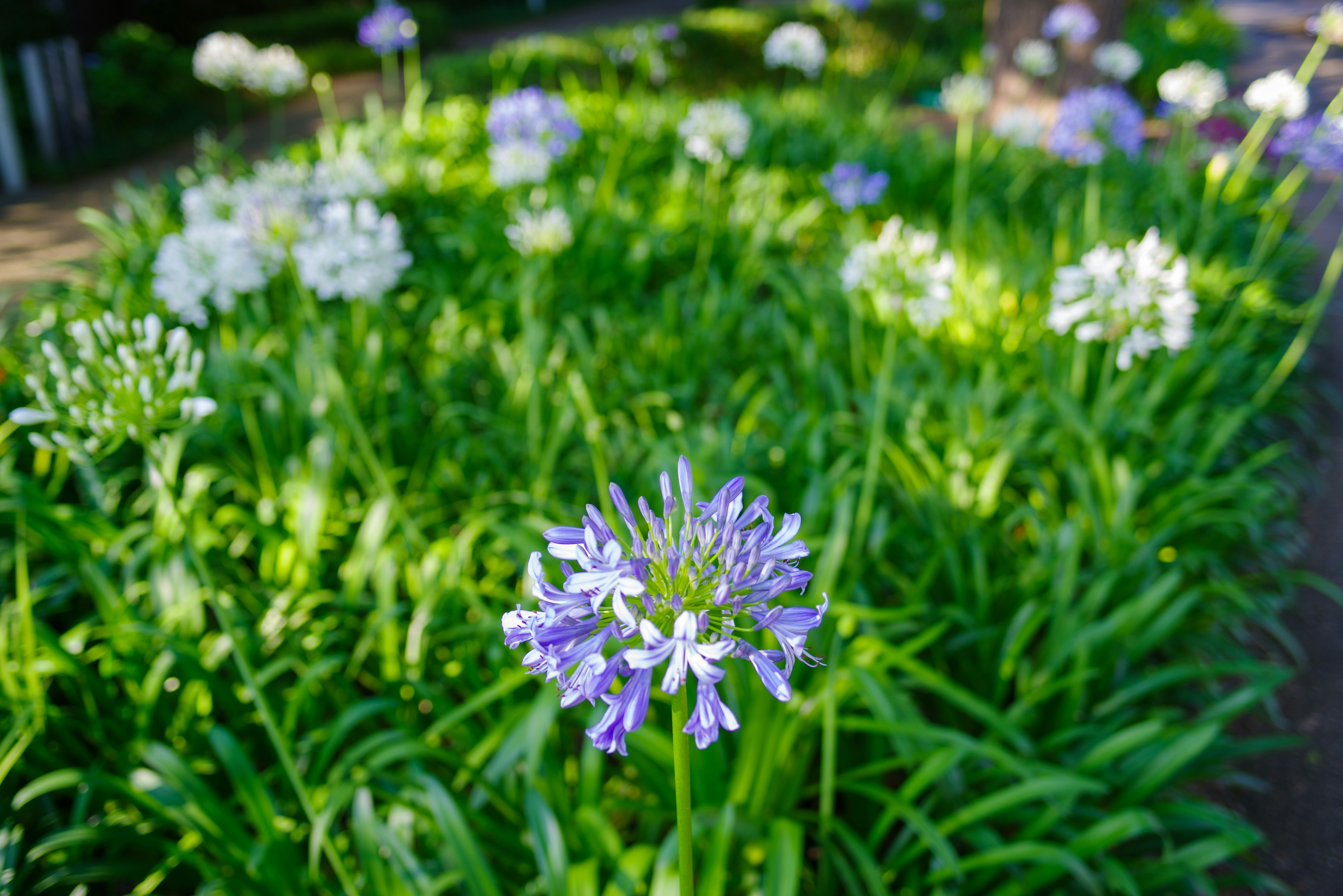 Fleurs violettes et blanches fleurissant parmi l'herbe verte