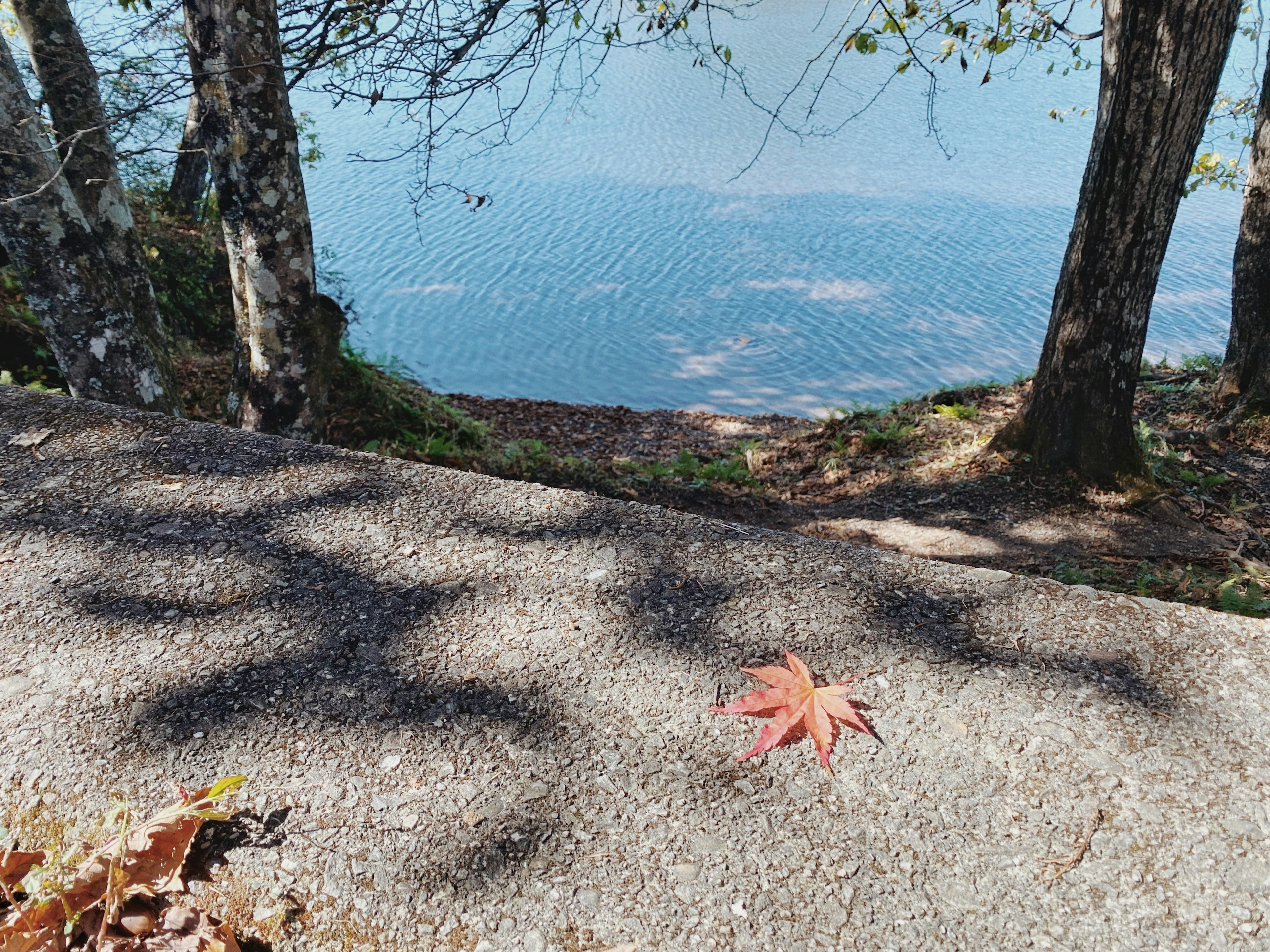 A red maple leaf on a path near a lake with tree shadows